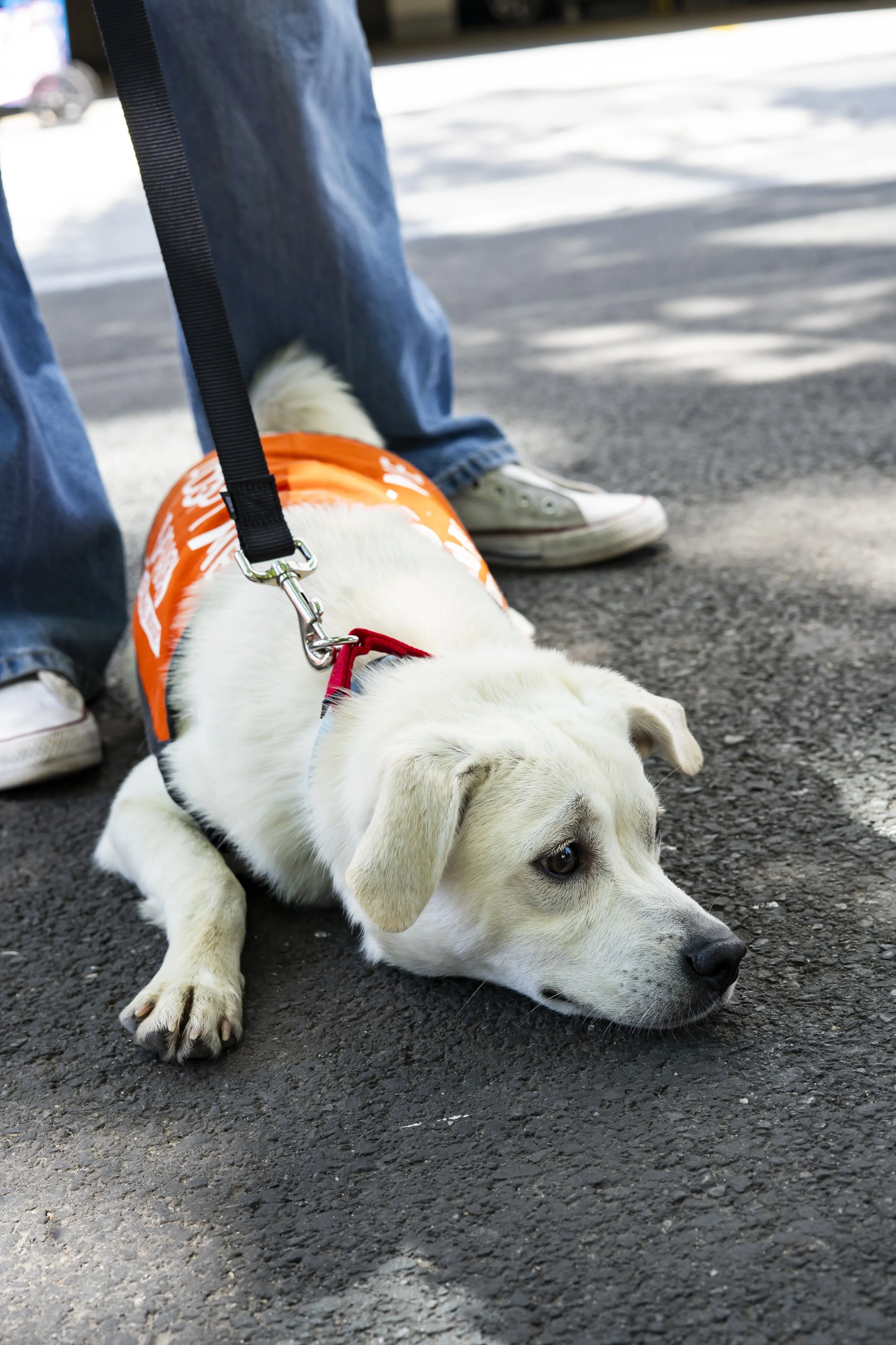 Turk - Adoption Event - Carly Boyle 1.jpg