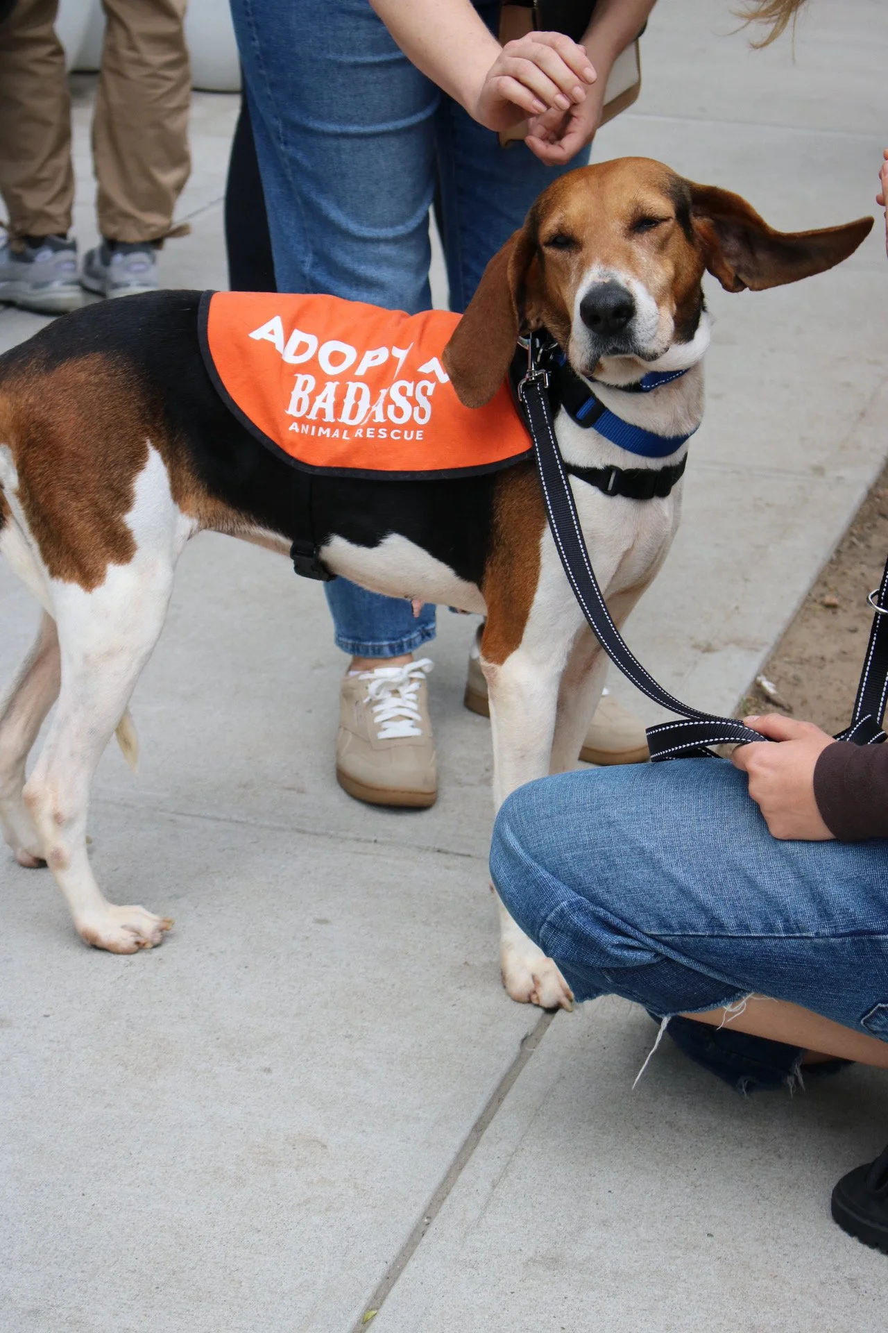 Golden - Adoption Event - Clare Lockhart 2.JPG