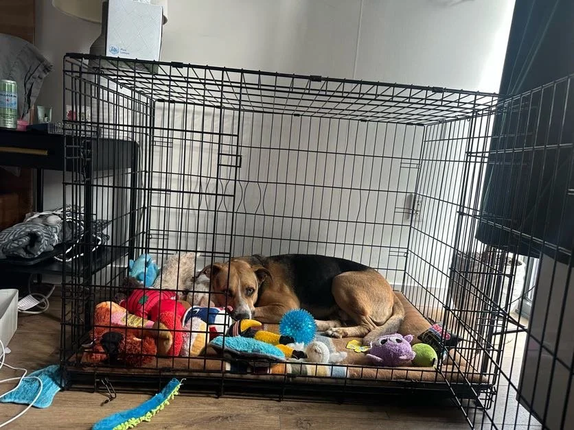 Rex - NYC Foster 16.jpeg