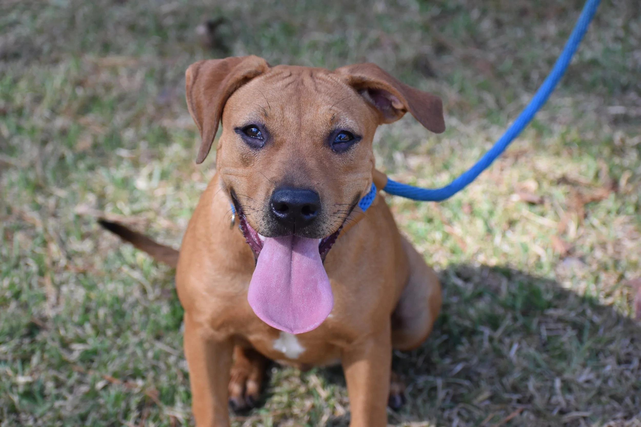 Coco Gauff - Shelter 9.JPG
