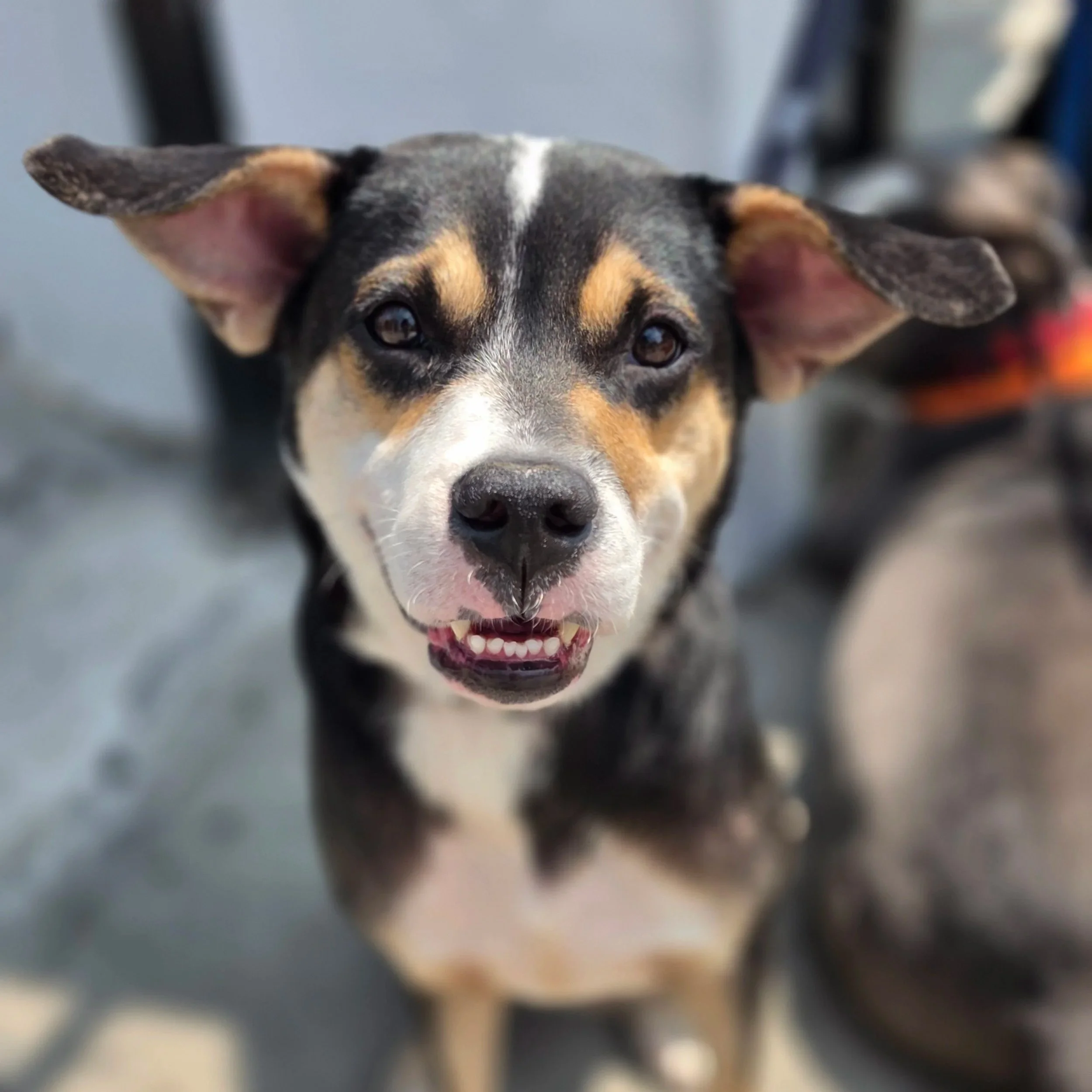 Maubi