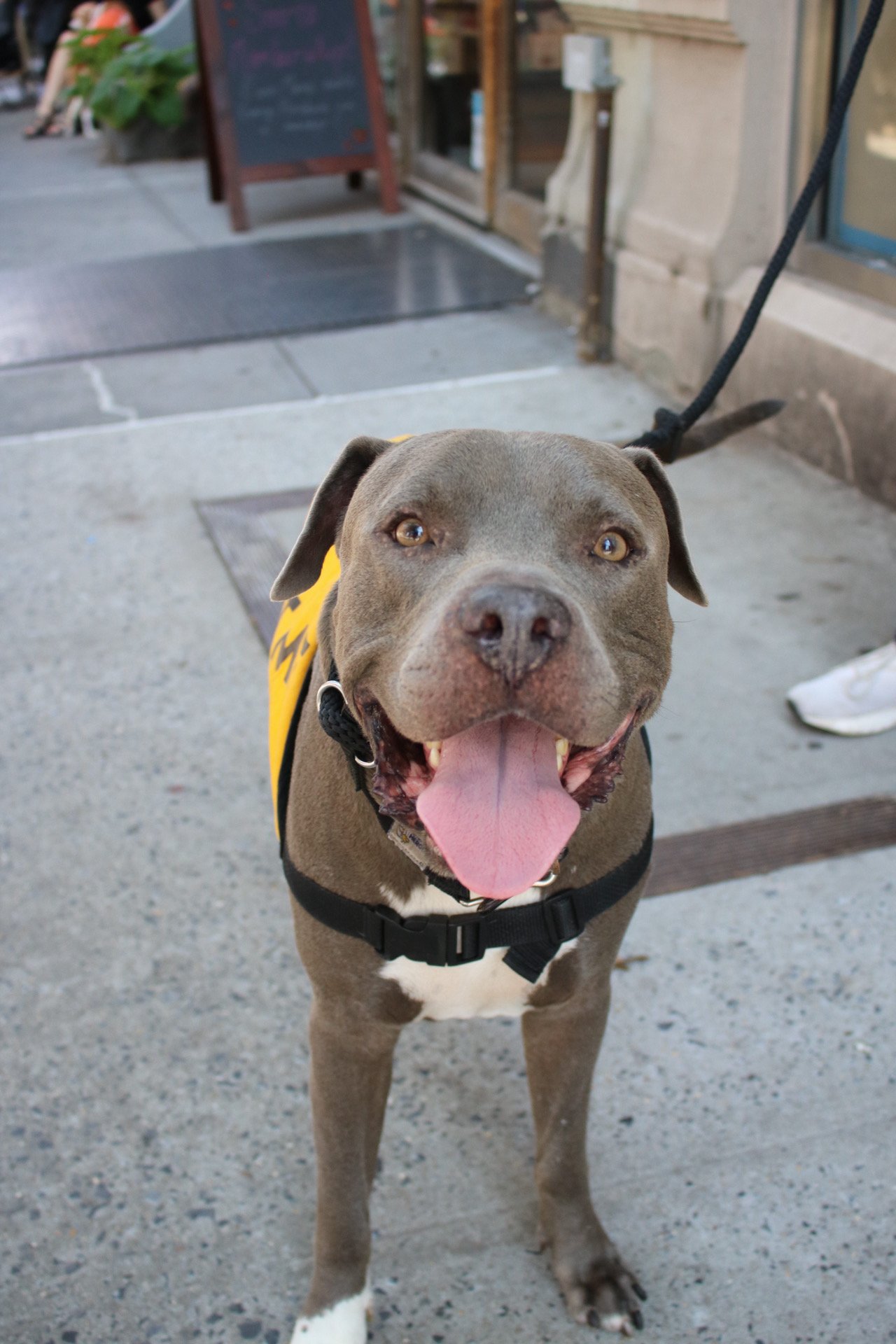 Tucks - Adoption Event - Clare Lockhart 3.JPG