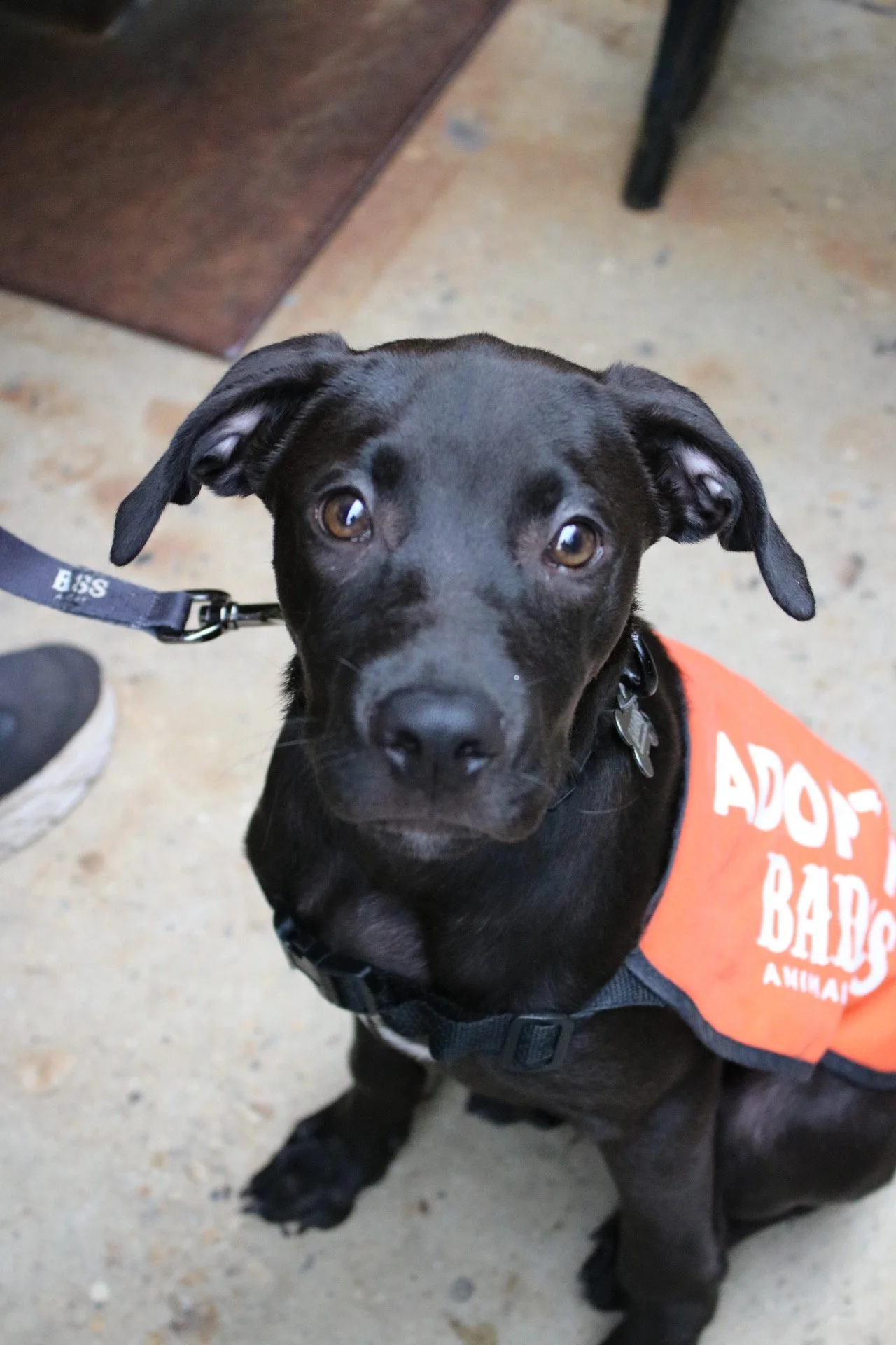 Louie-Bloo Raspberry - Adoption Event - Clare Lockhart 14.JPG