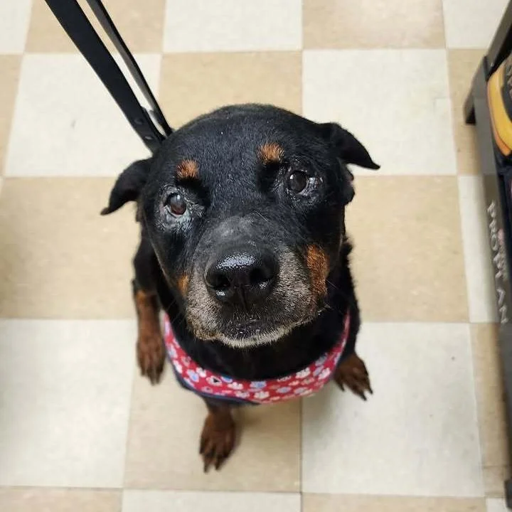 Jane Goodall - Shelter 1.jpg