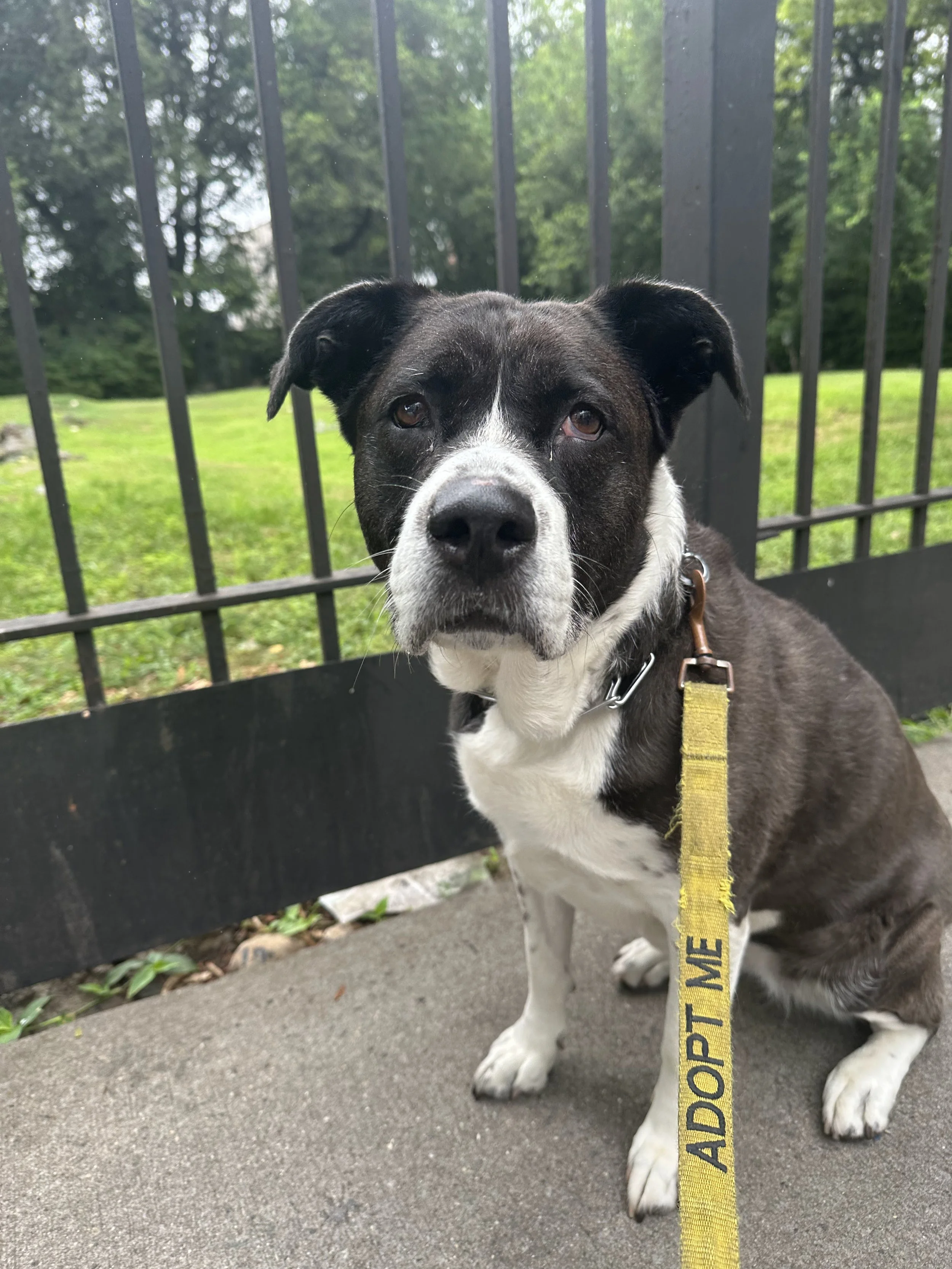 Justine Biagi - NYC Foster 35.jpeg