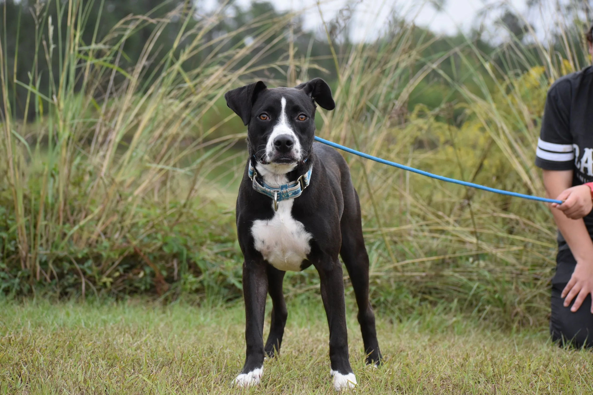 Aaron Judge - Shelter 10.JPG