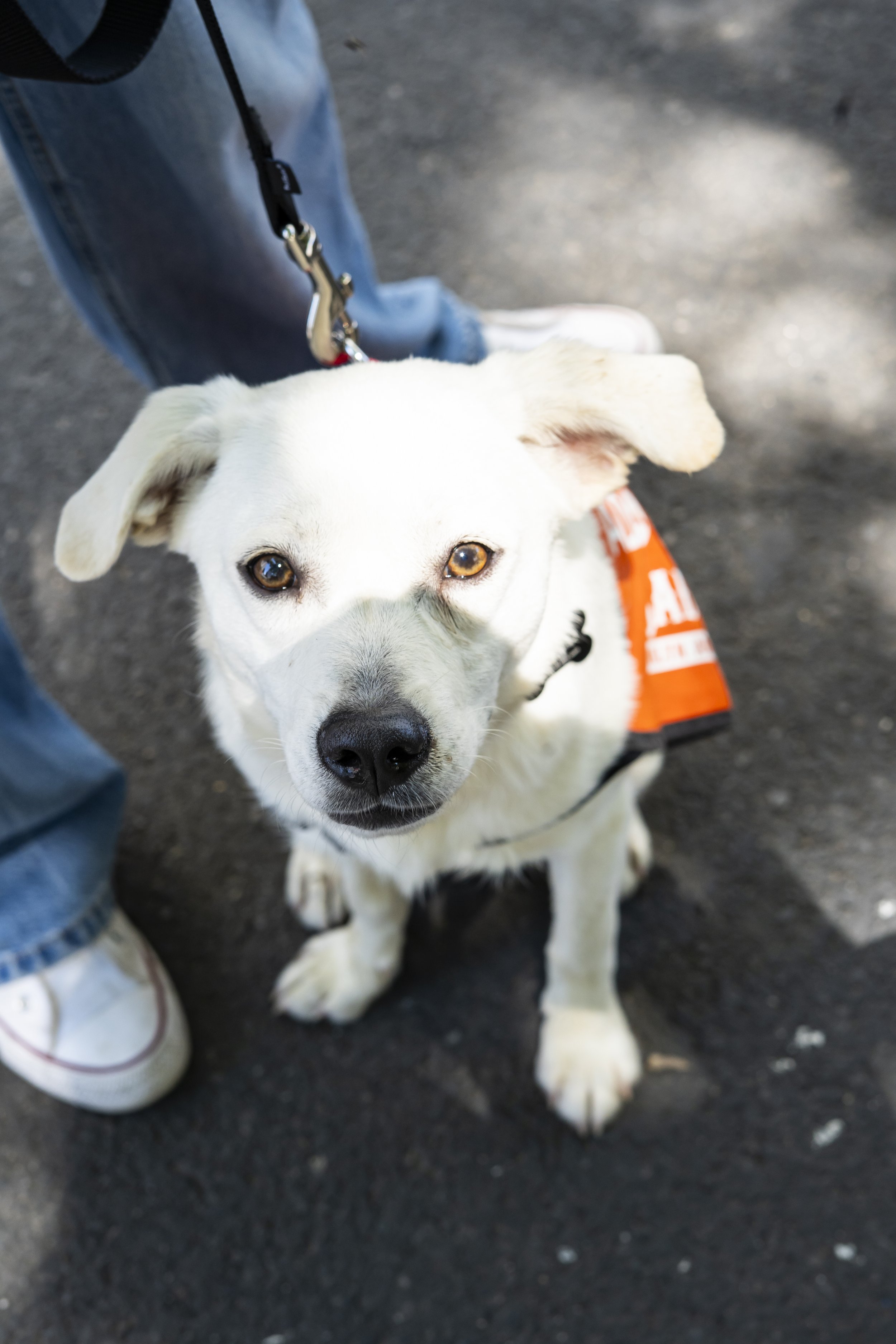 Turk - Adoption Event - Carly Boyle 6.jpg