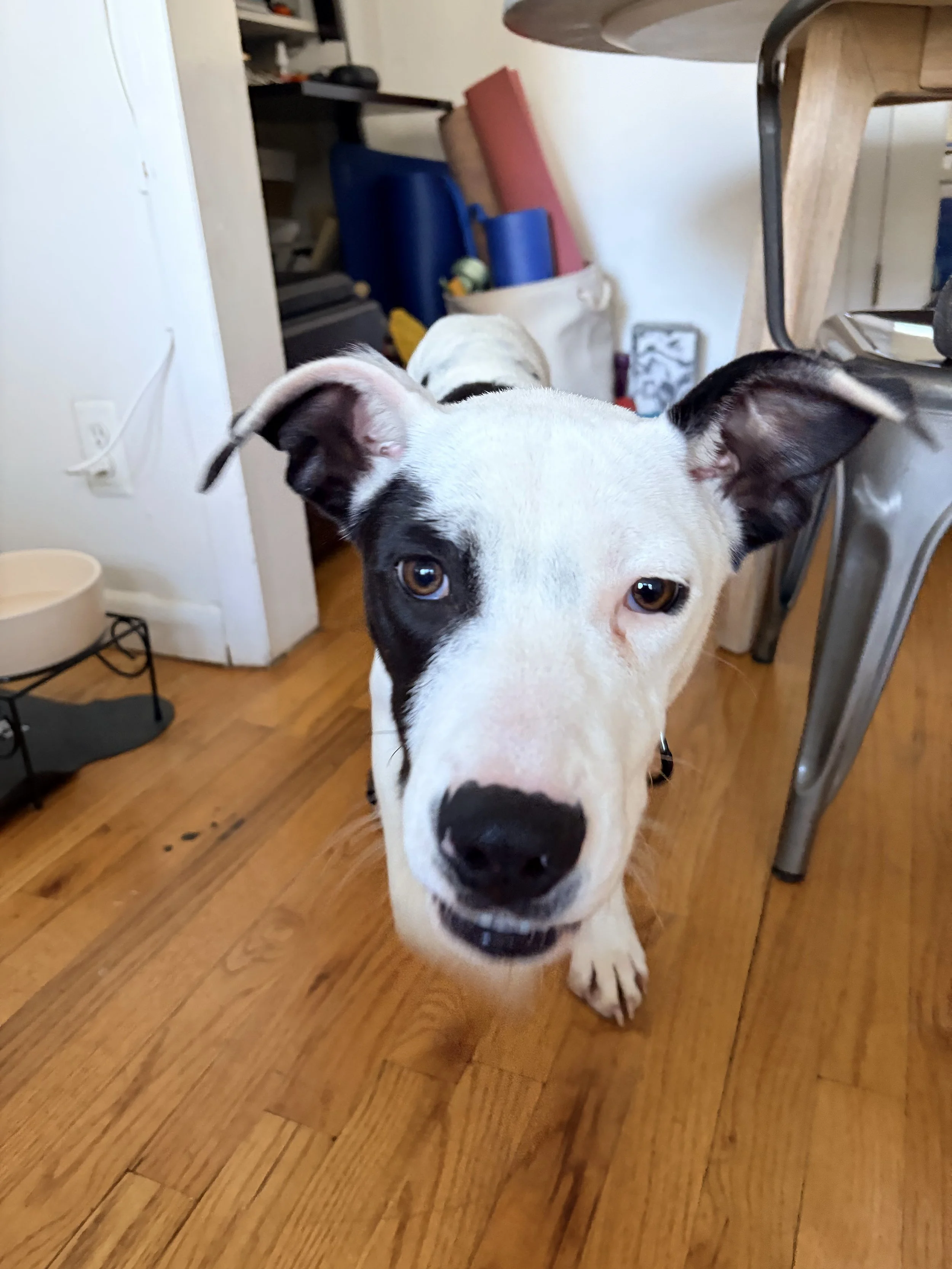 Mira - NYC Foster 6.jpeg