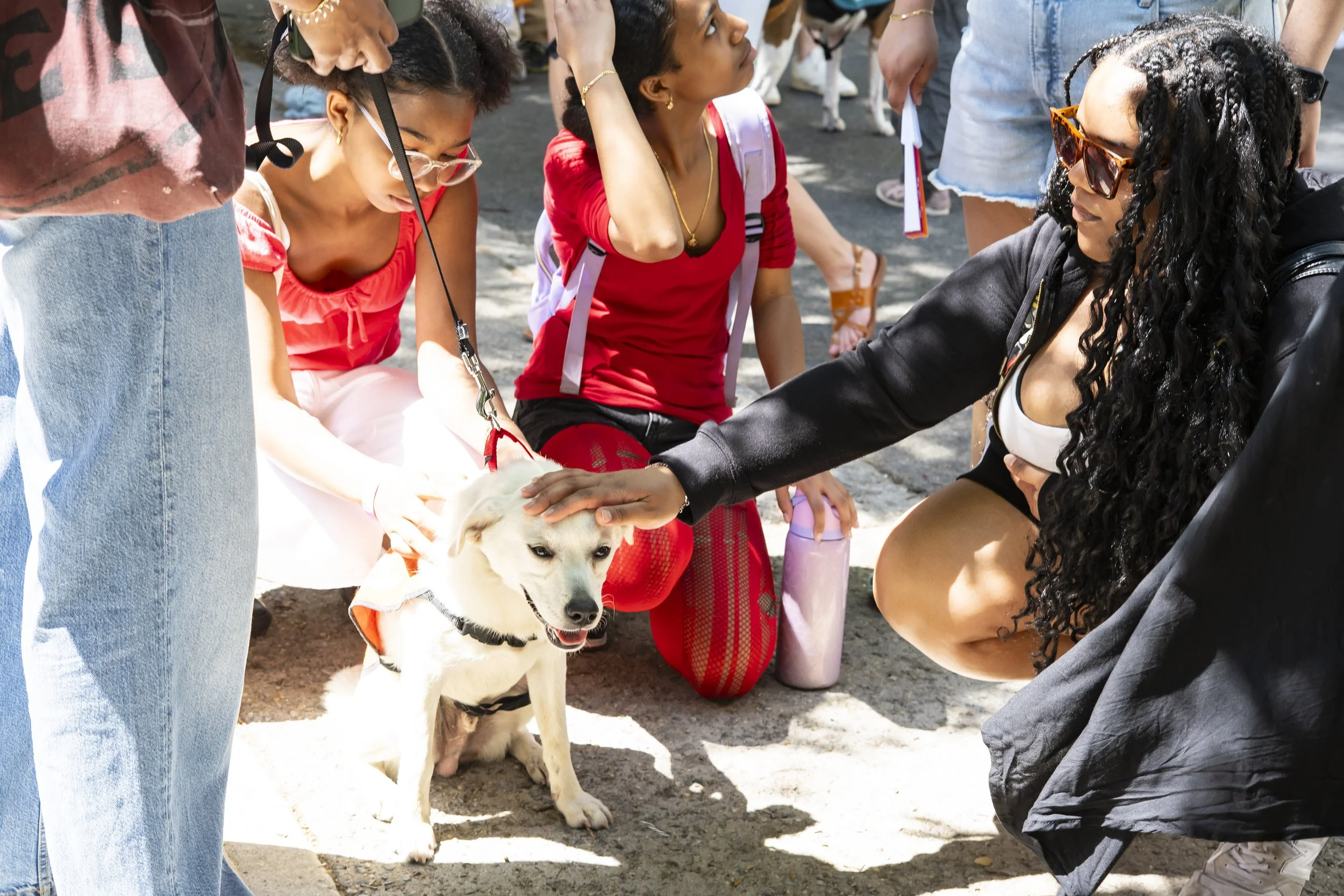 Turk - Adoption Event - Carly Boyle 2.jpg