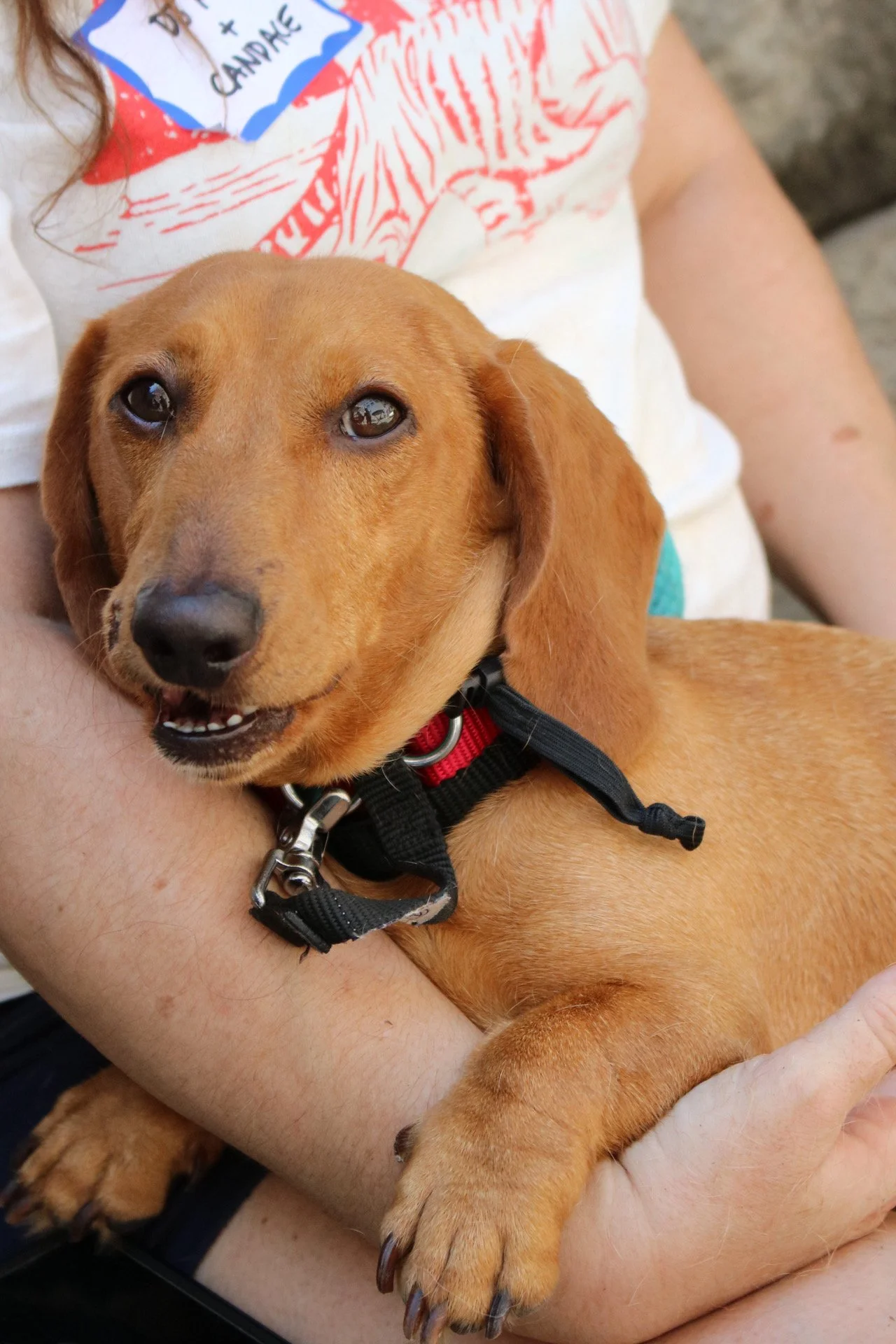 DJ Kyle Cooke - Adoption Event - Clare Lockhart 6.JPG