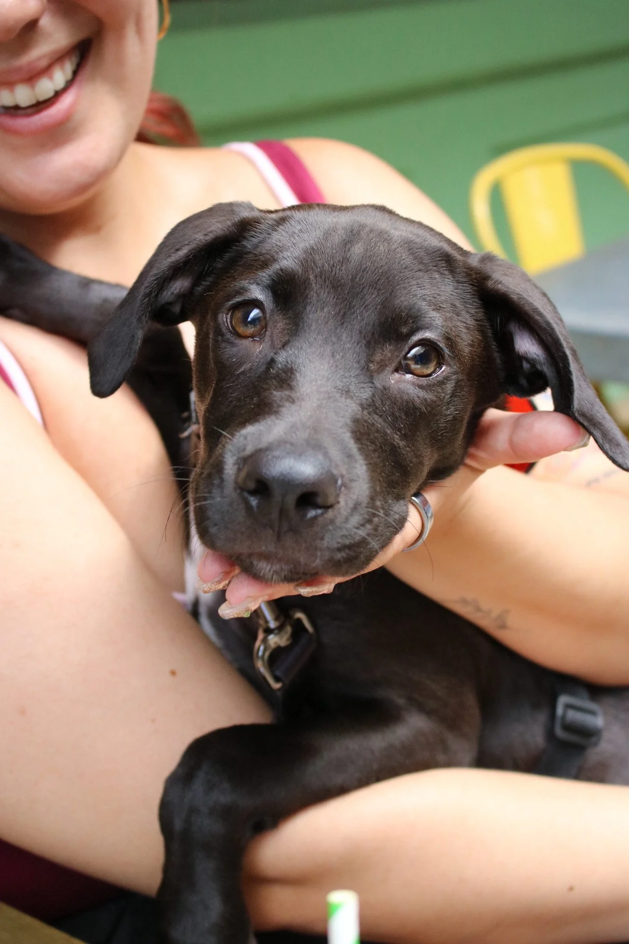 Louie-Bloo Raspberry - Adoption Event - Clare Lockhart 12.JPG