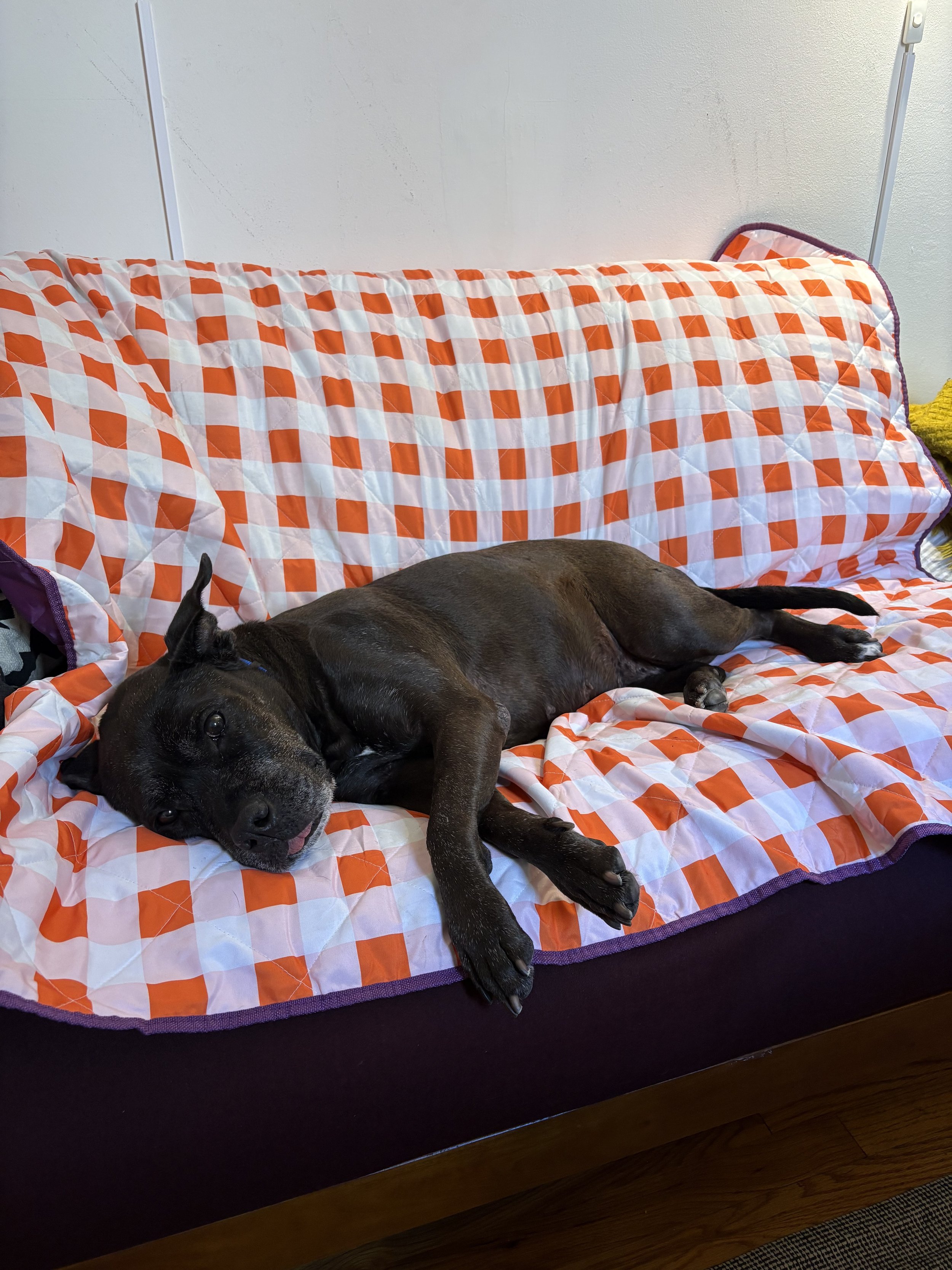 Iris - NYC Foster 12.jpeg