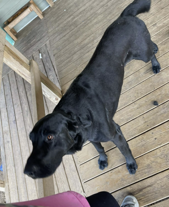 Flaco - Shelter 1.png