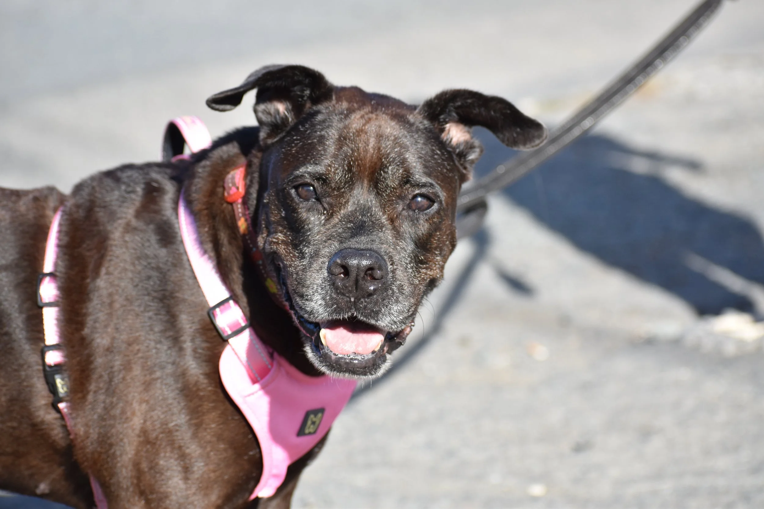 Iris - Shelter 12.JPG