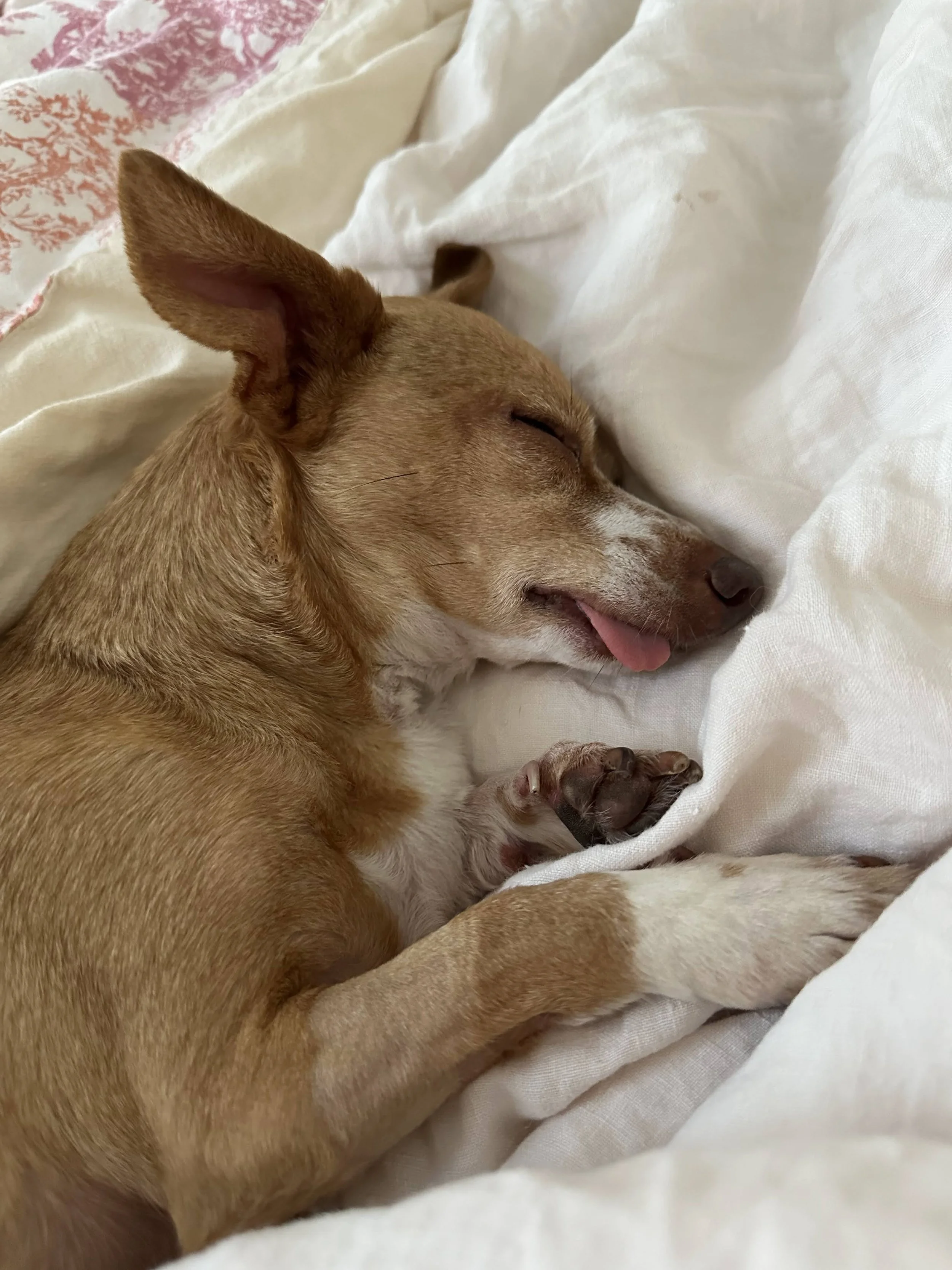 Amy Madigan - NYC Foster 3.jpeg