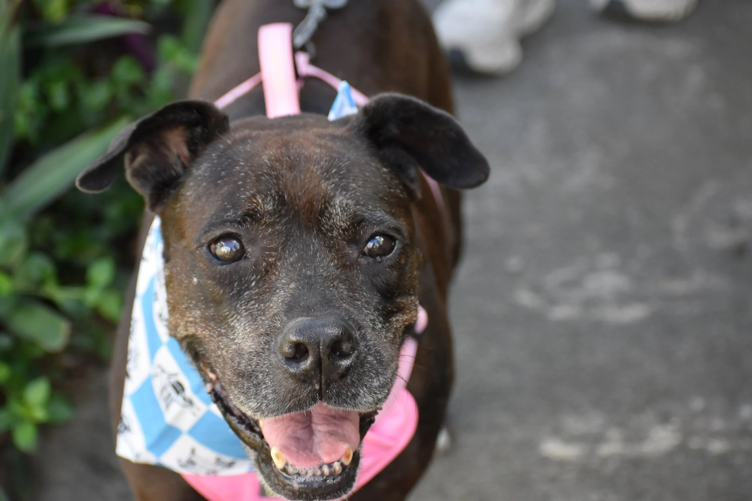 Iris - Shelter 13.JPG