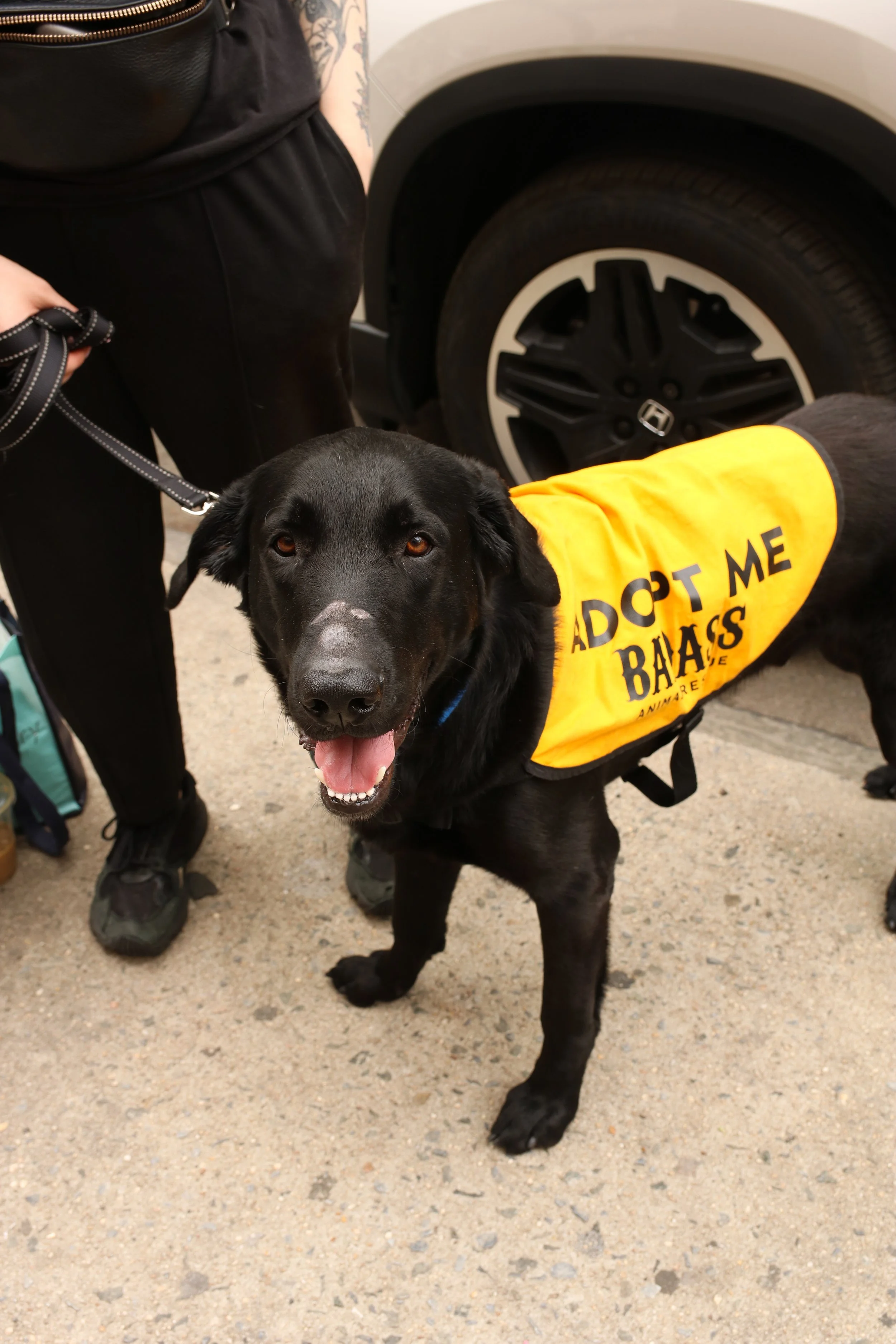Flaco - Adoption Event - Gigi Schweitzer 6 (1).jpg