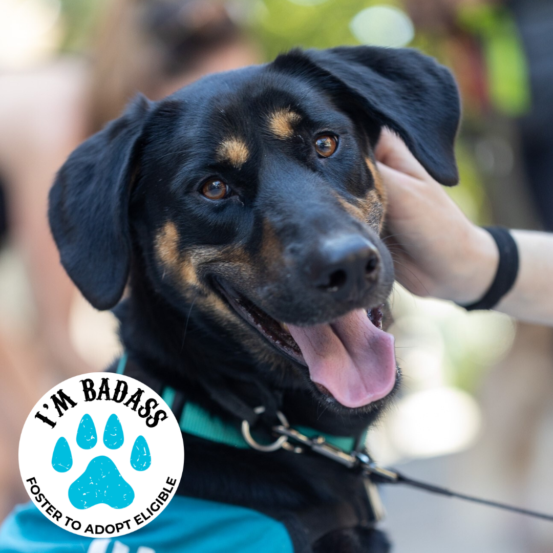 dogs with badges - Sunbeam.png