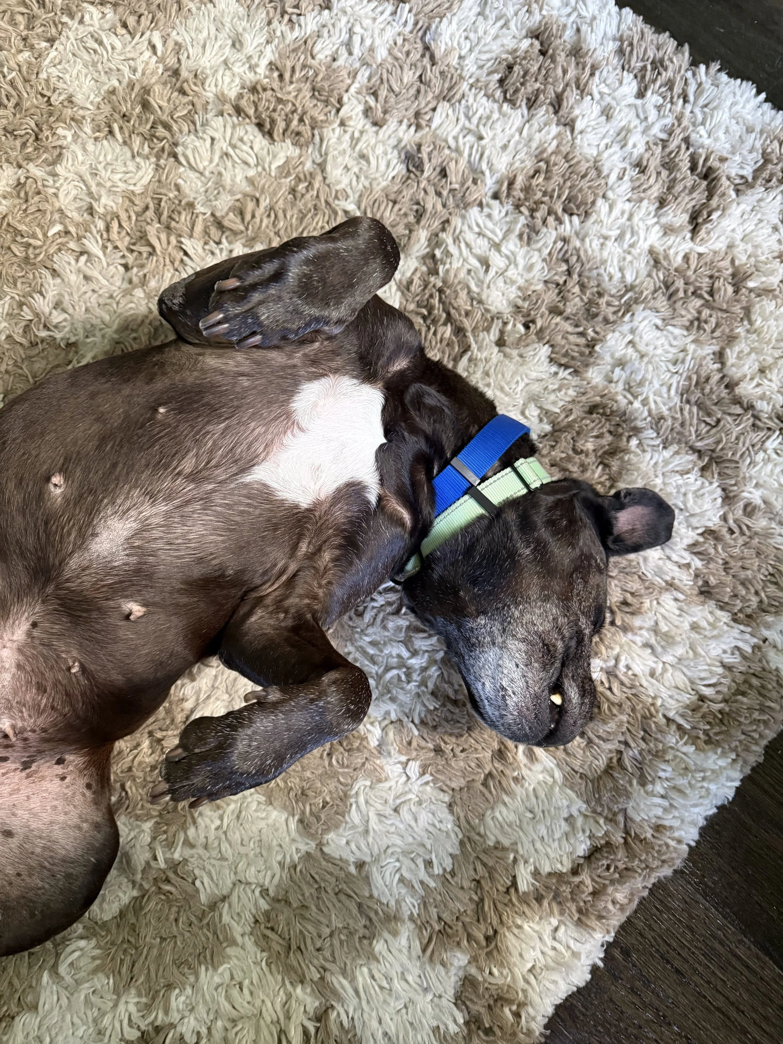 Iris - NYC Foster 42.jpg