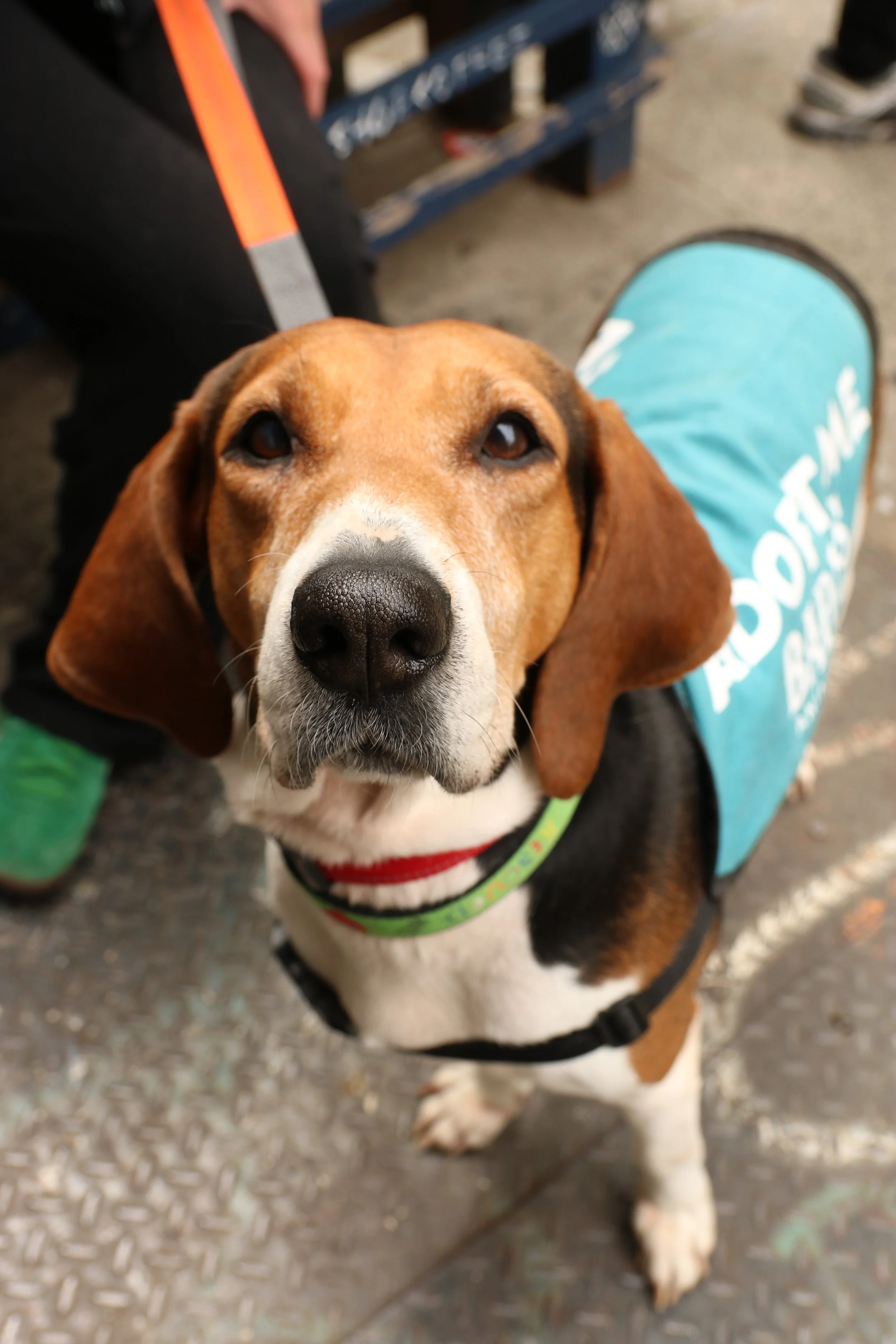 Golden - Adoption Event - Gigi Schweitzer 7.jpg