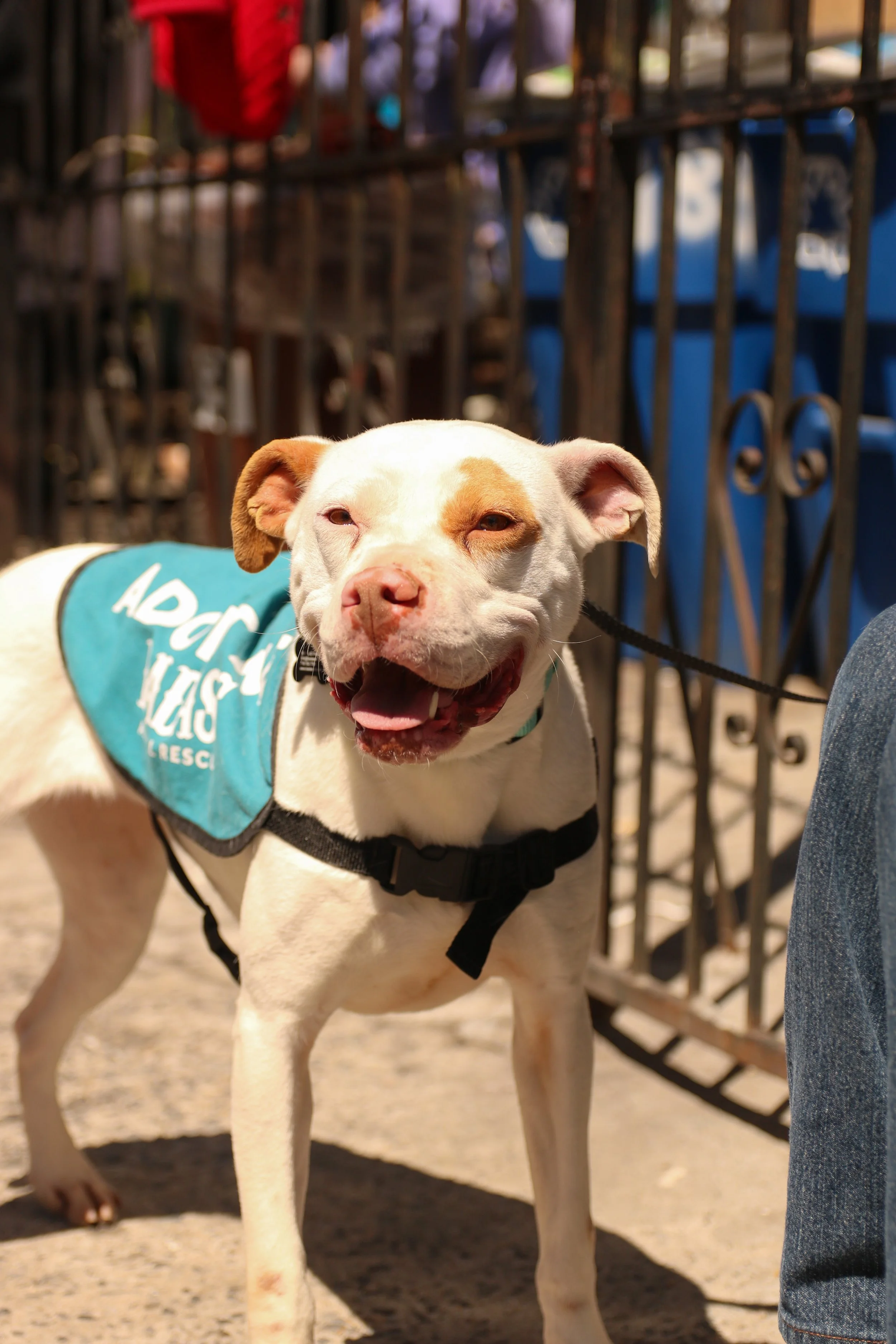 Kyra Milligan - Adoption Event - Gigi 4.jpg