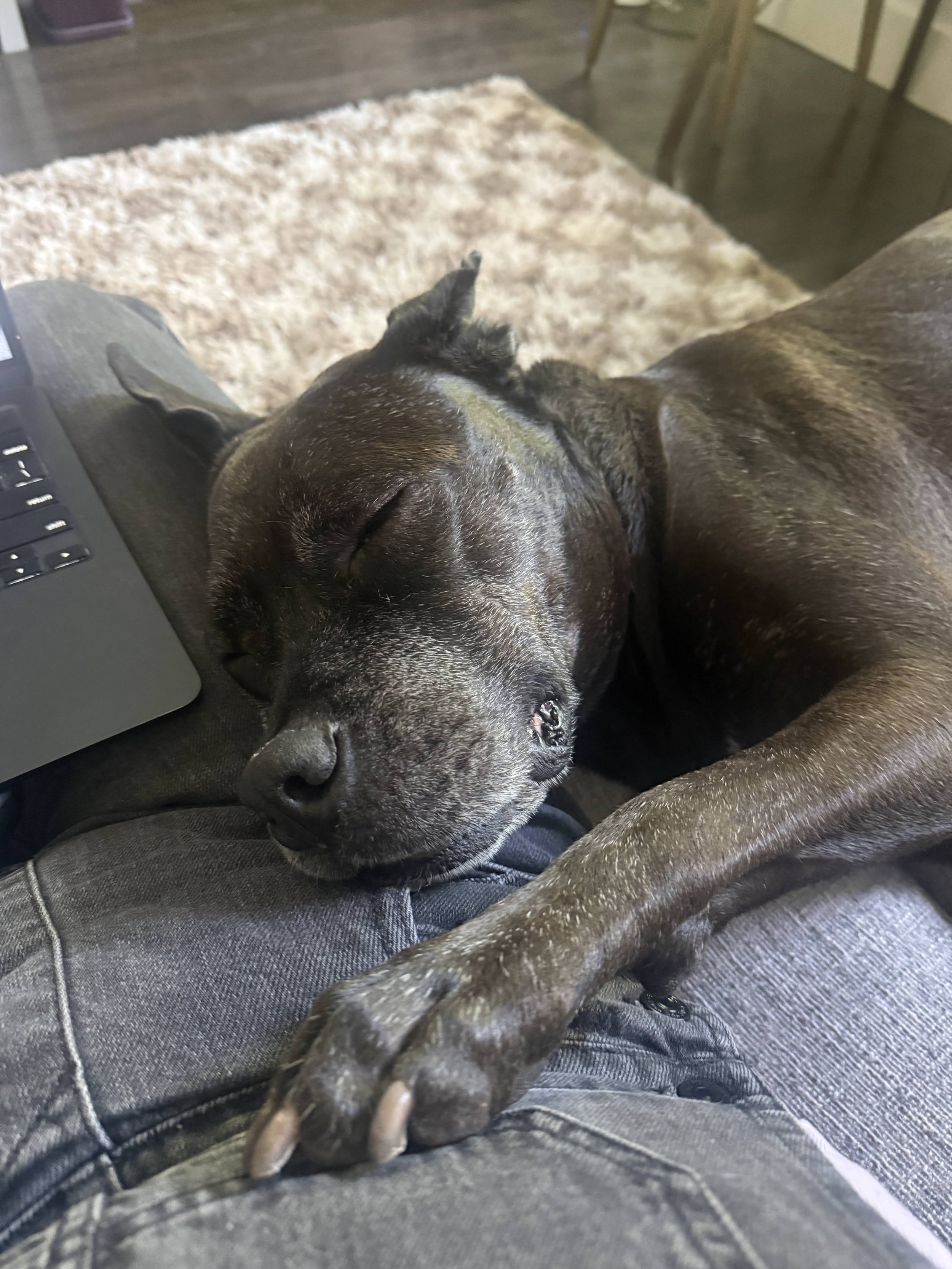 Iris - NYC Foster 43.jpg