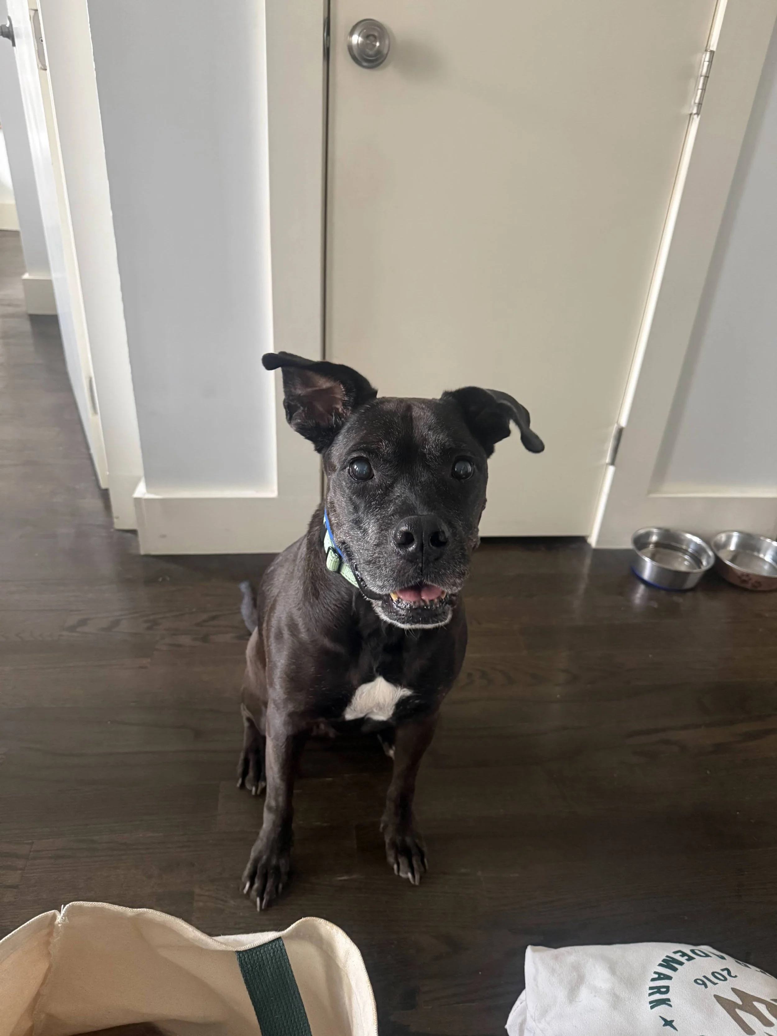 Iris - NYC Foster 23.jpeg