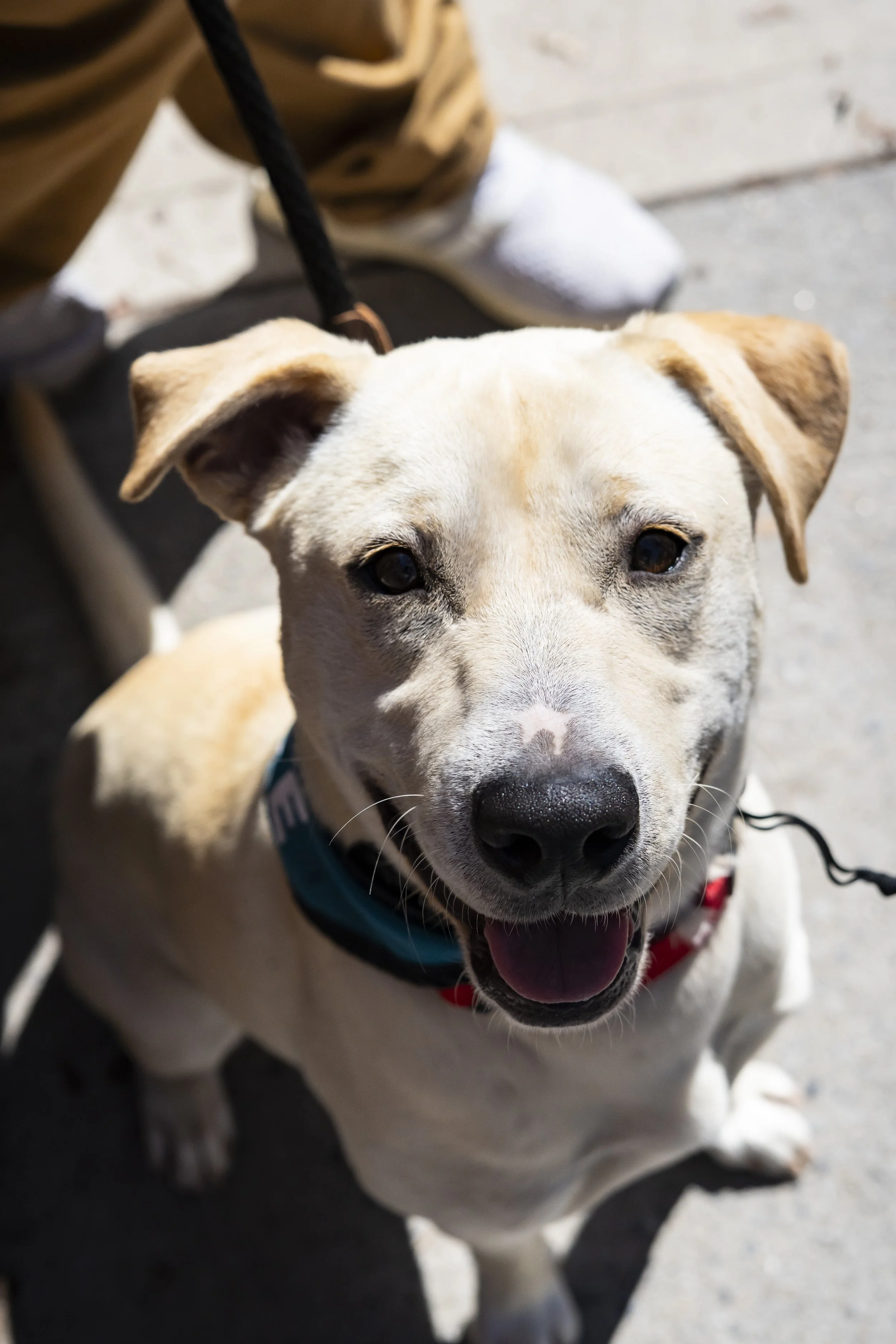 Celine - Adoption Event - Carly Boyle - 2.jpg