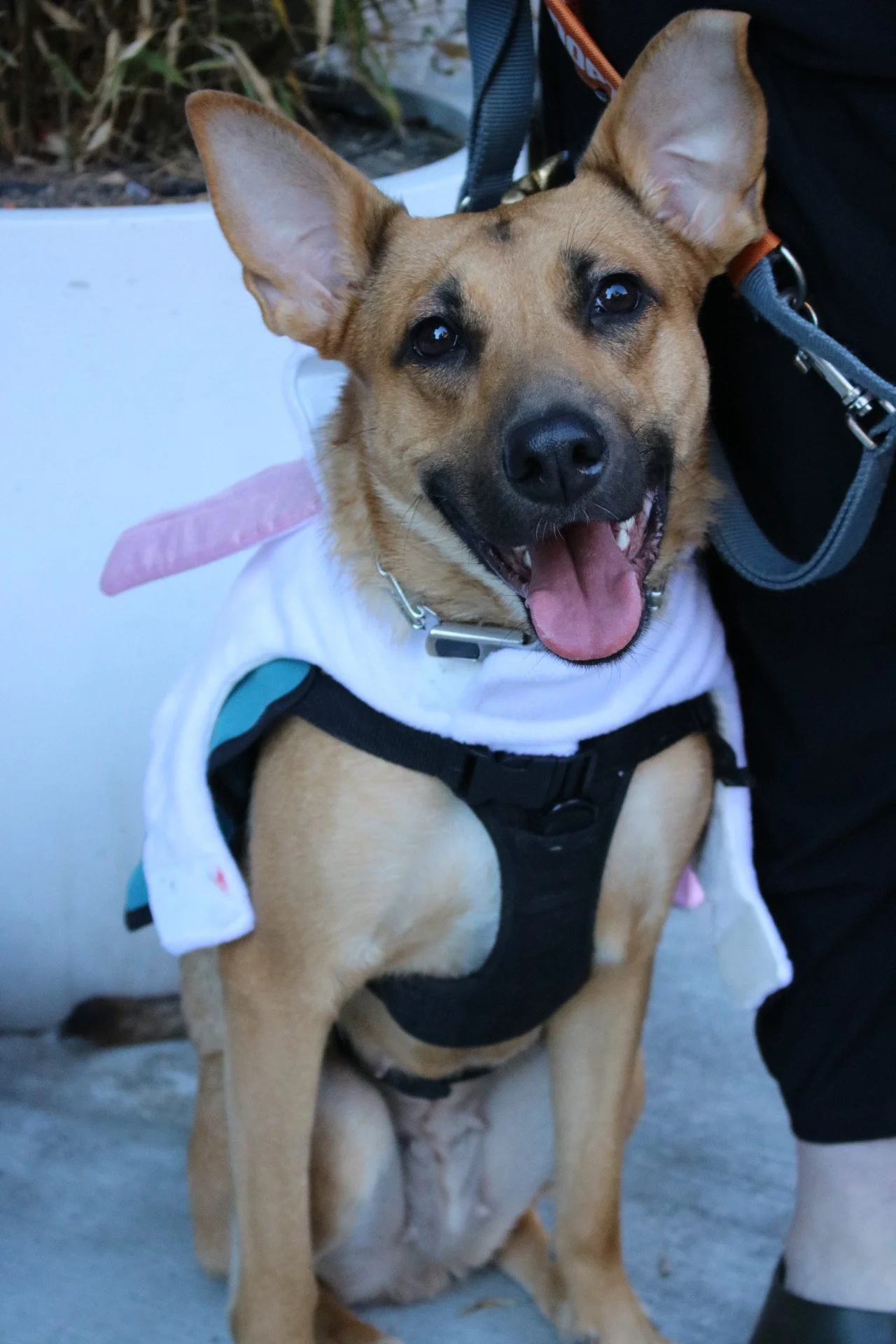 Everything Bagel - Adoption Event - Clare Lockhart 9.JPG