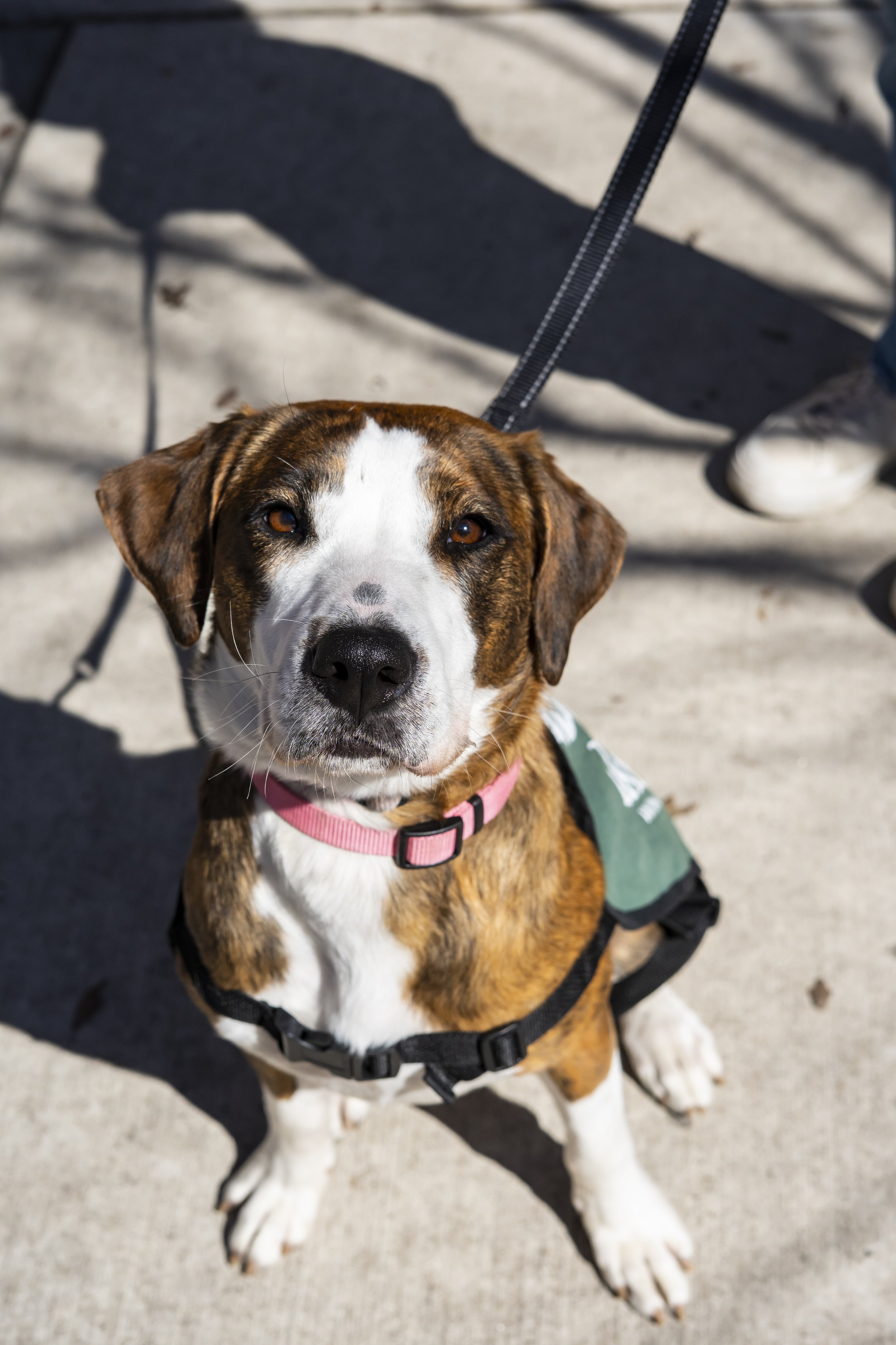 Natalie Anderson - Adoption Event - Carly Boyle - 3.jpg