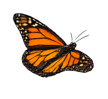 Mariposa