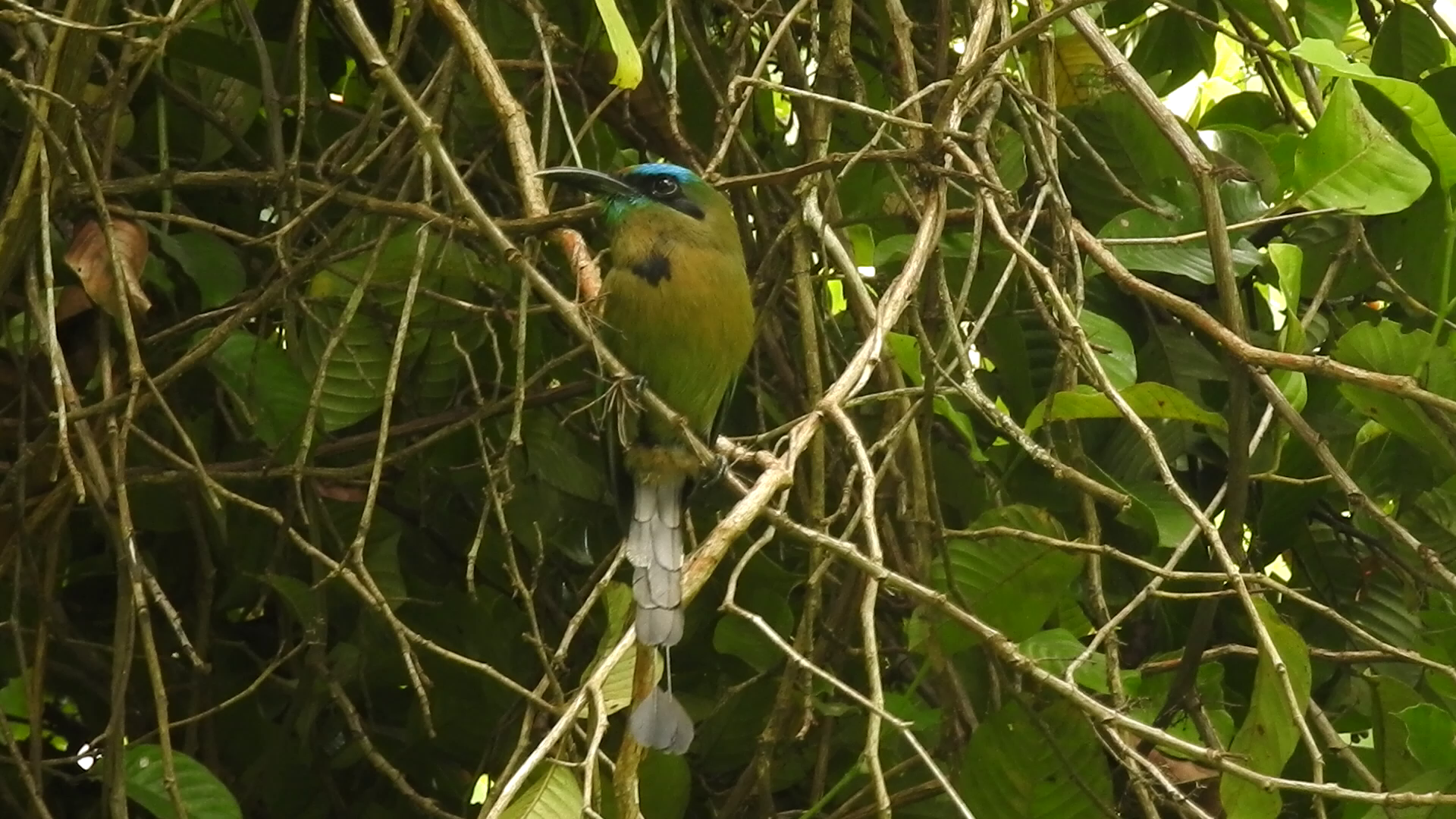 Live Virtual Tours: Guide Income & Conservation Fund - AI generated hero