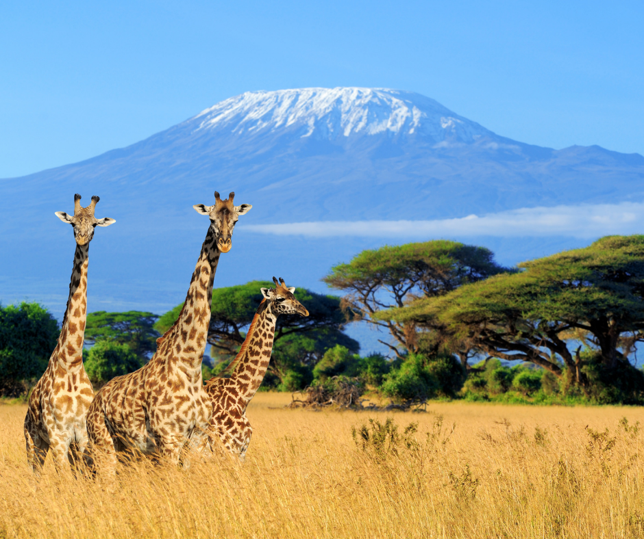Southern Africa Adventure Activities Booking Hub - AI generated hero
