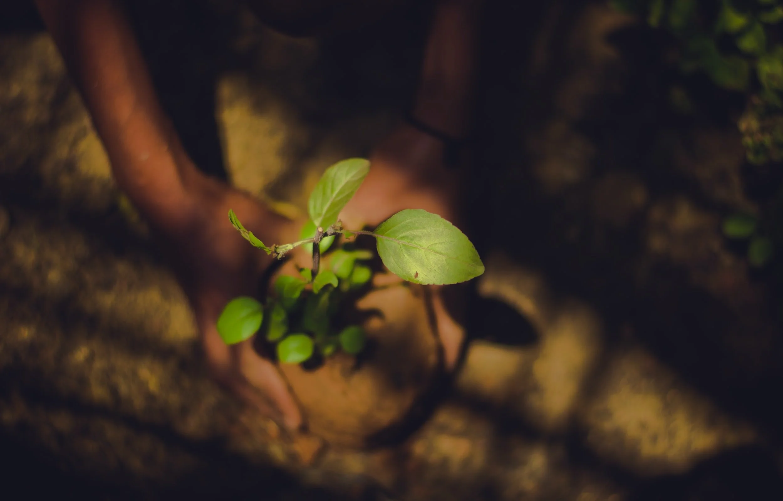 ANHAD'S IDEA: Green Tours 