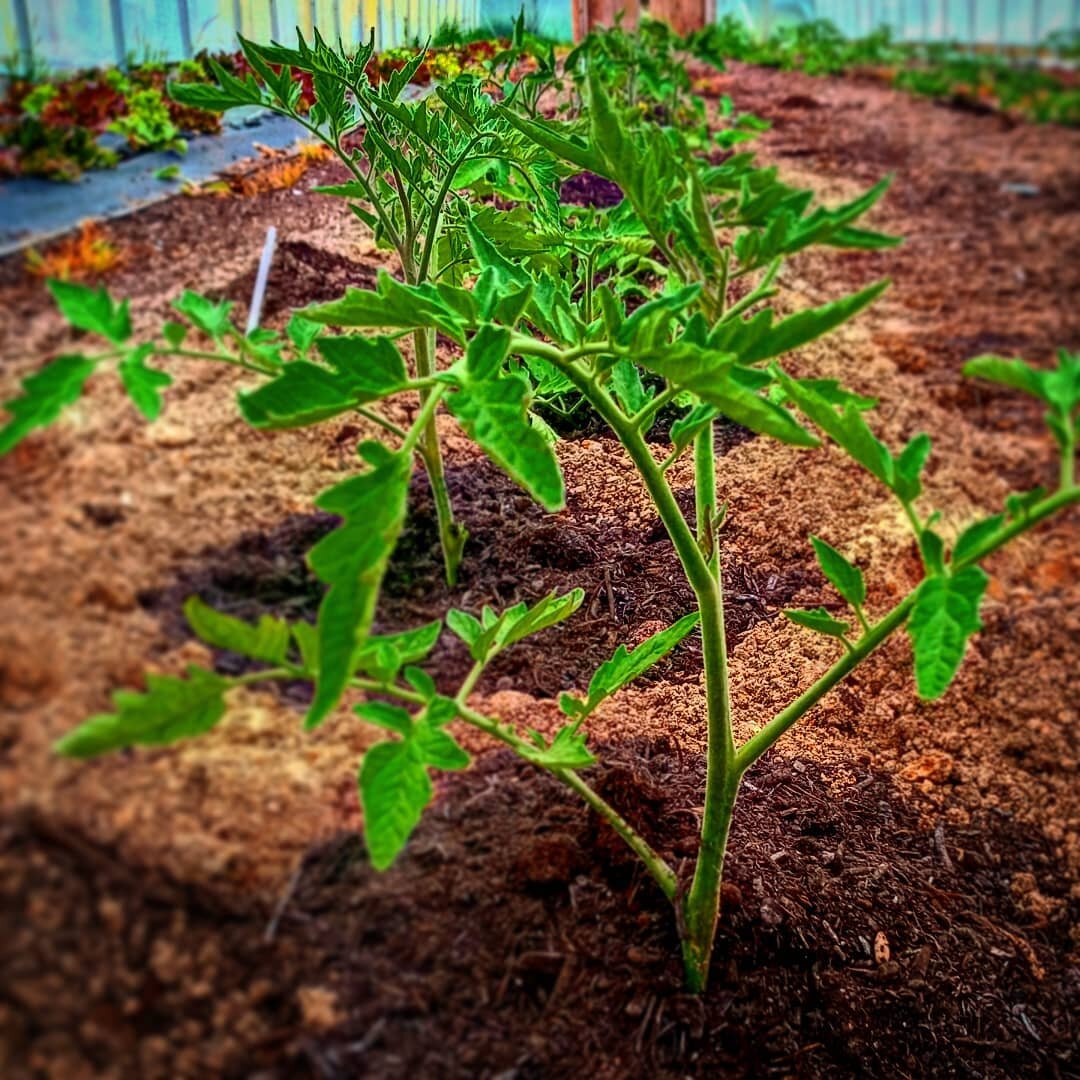 We have extra tomato plants. DM for order details and pickup this week. Plant after Monday this week outside, it's going to be a chilly night for mother's day projects.