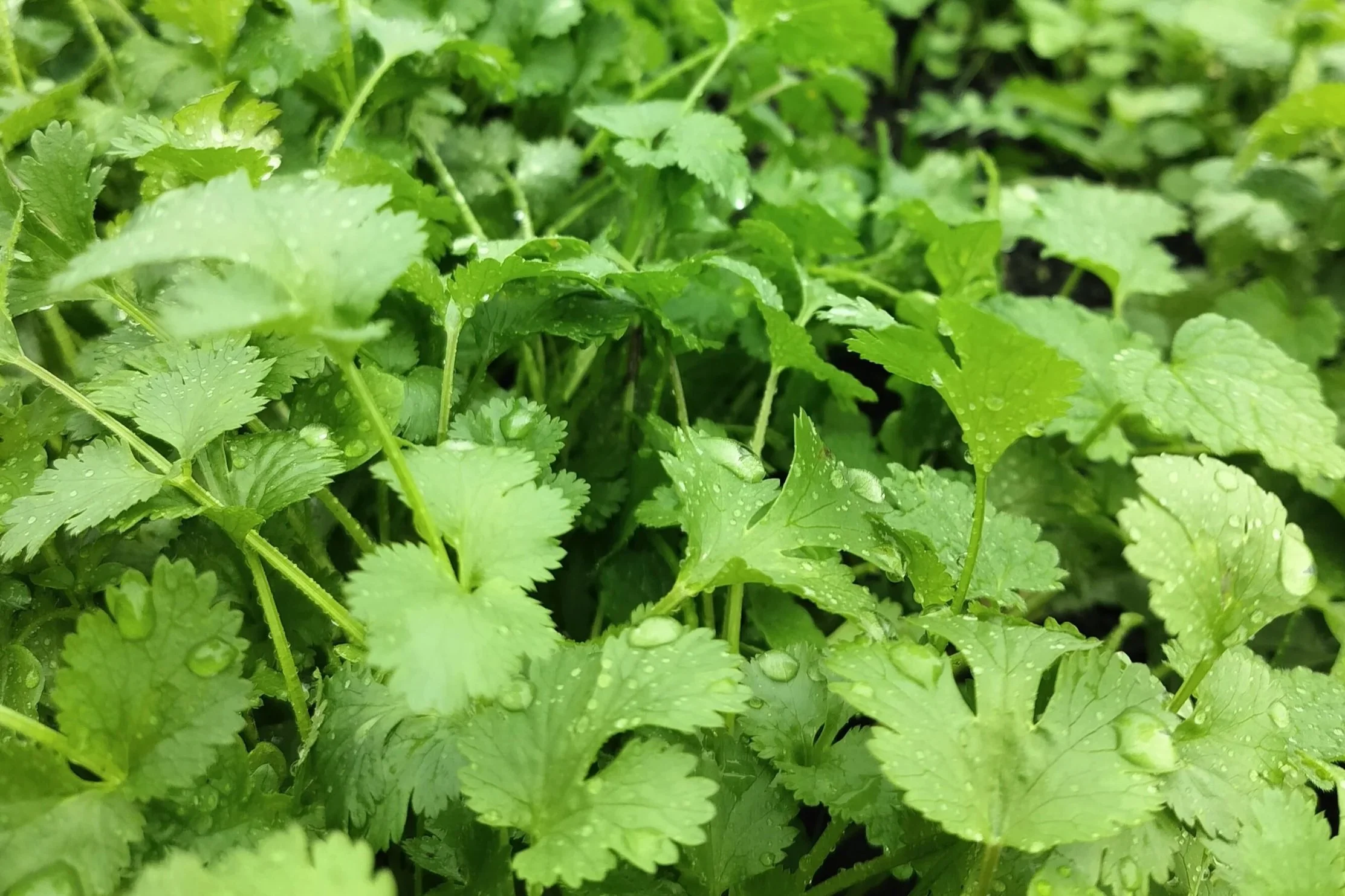Cilantro and Coriander