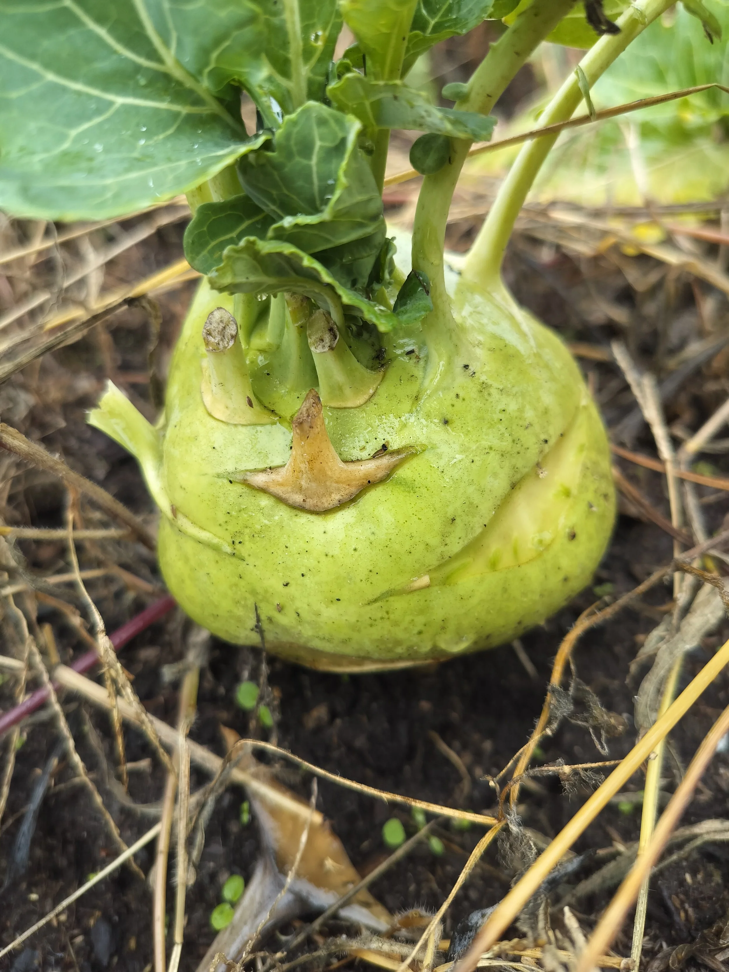 Kohl rabi