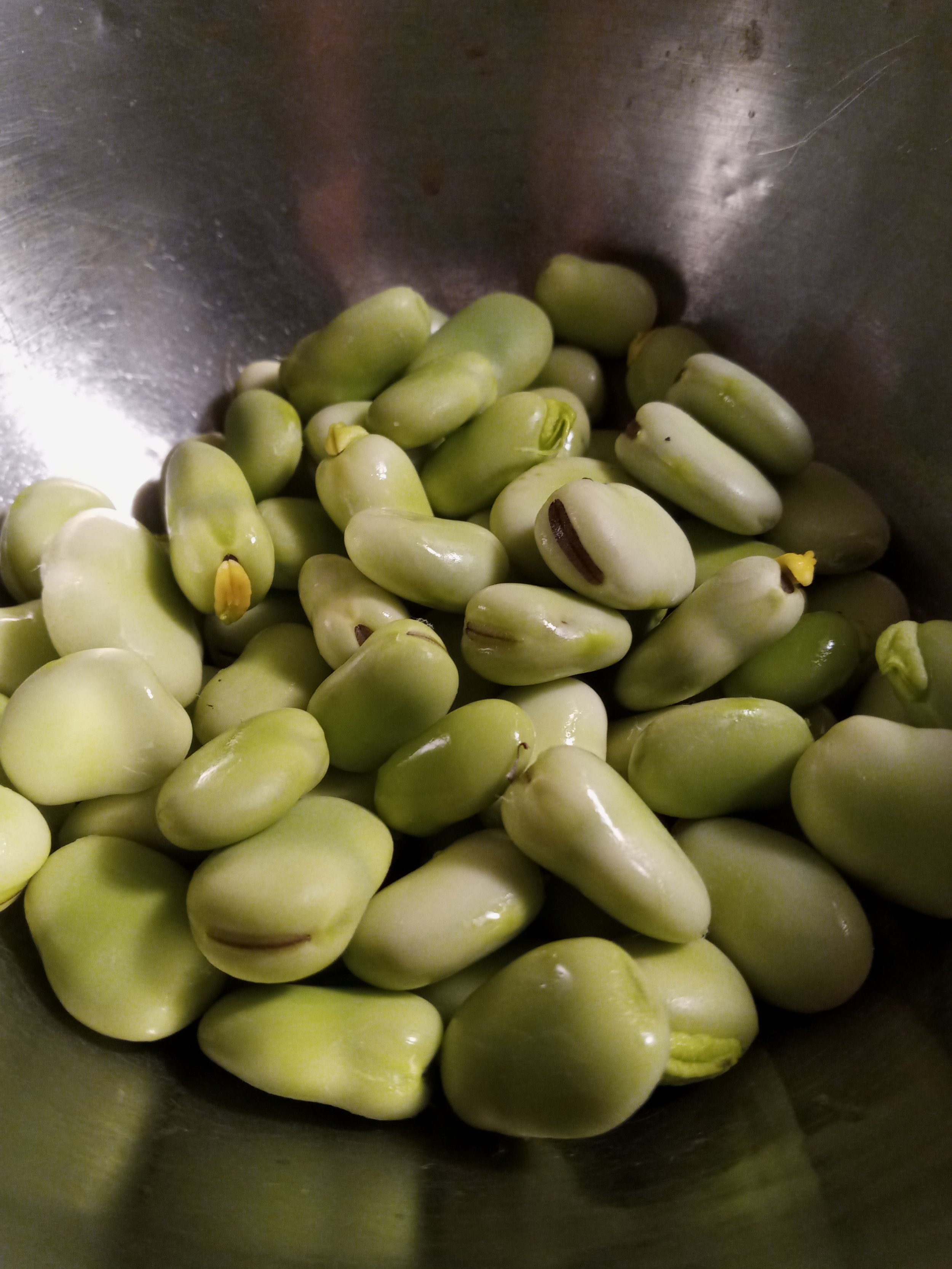 Fava Beans