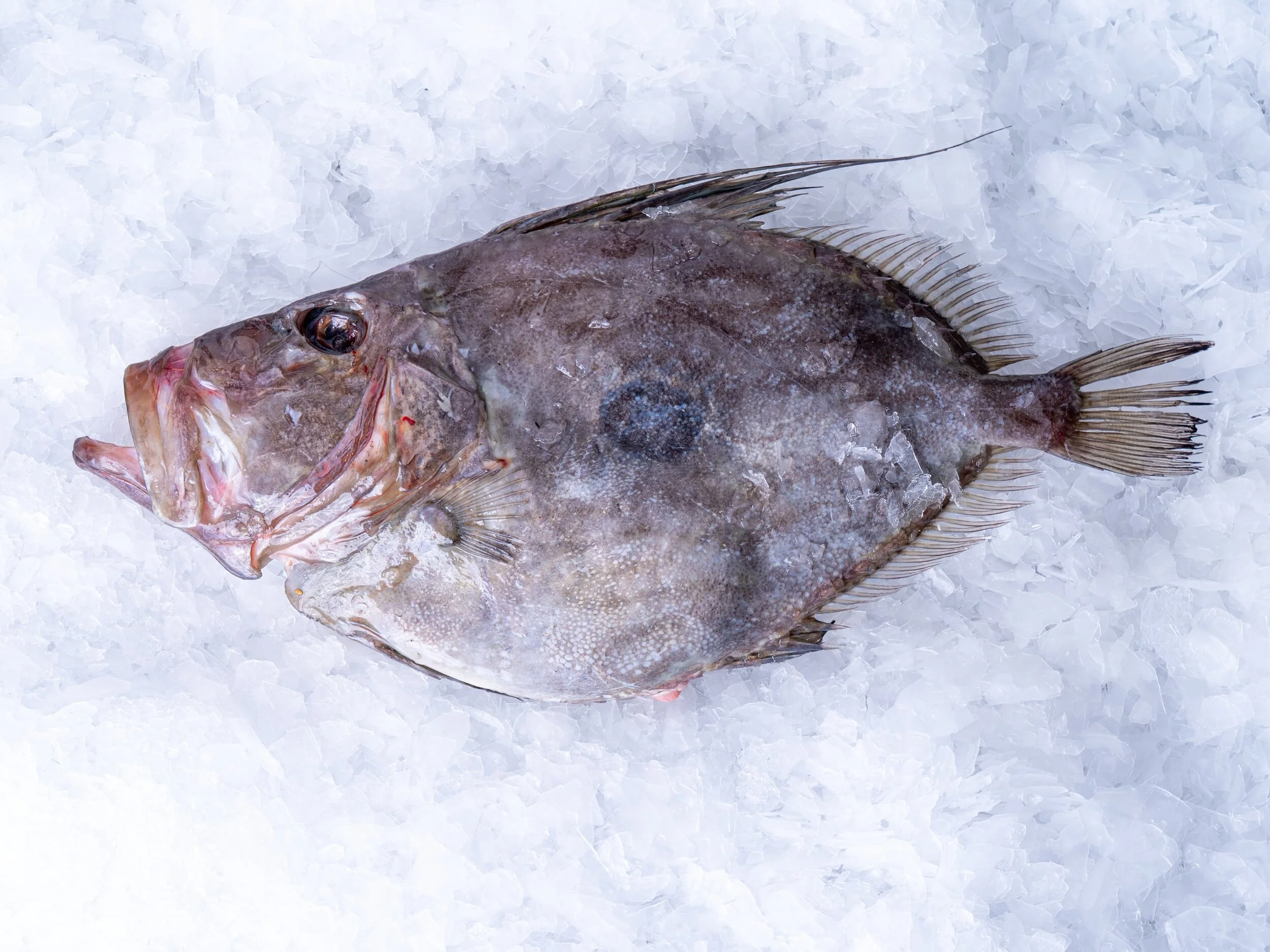 JOHN DORY