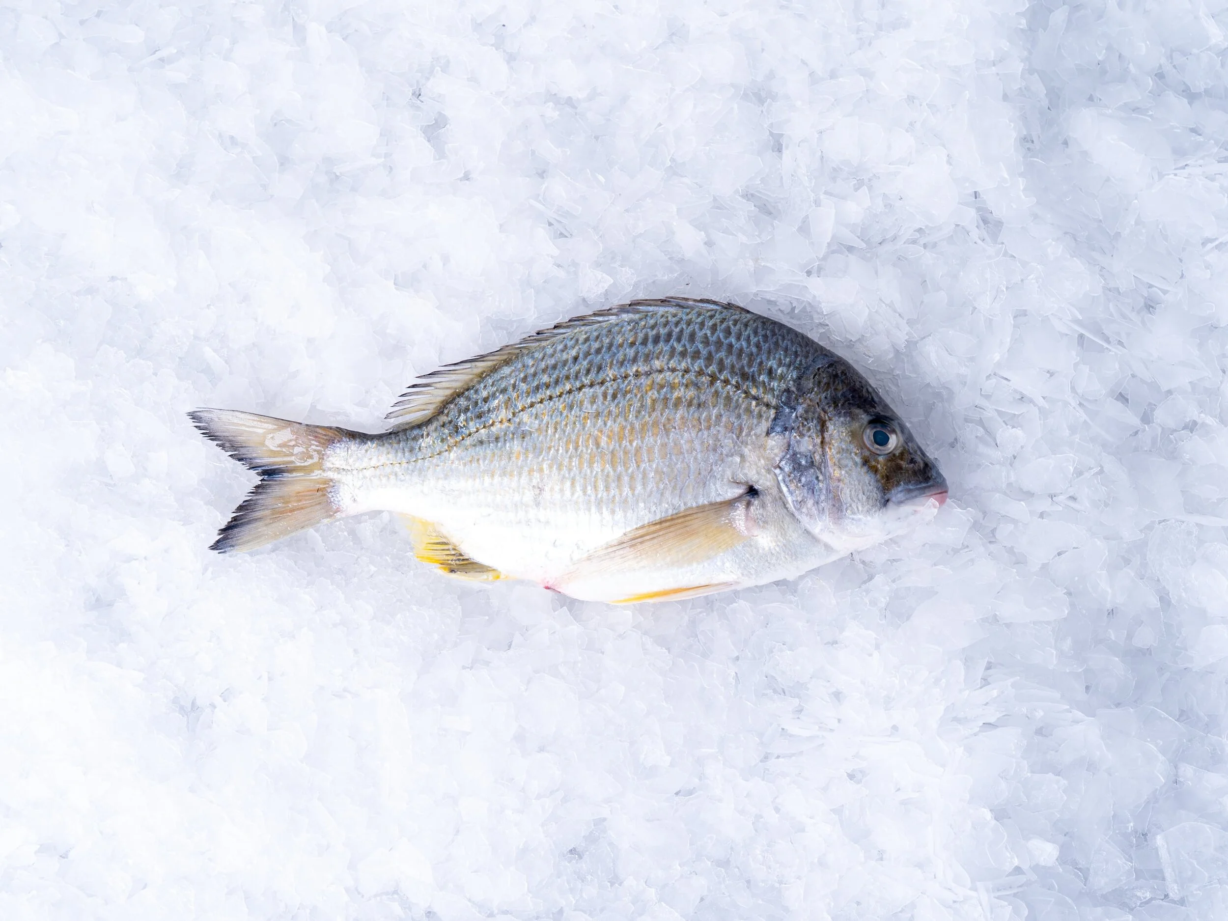 SILVER BREAM