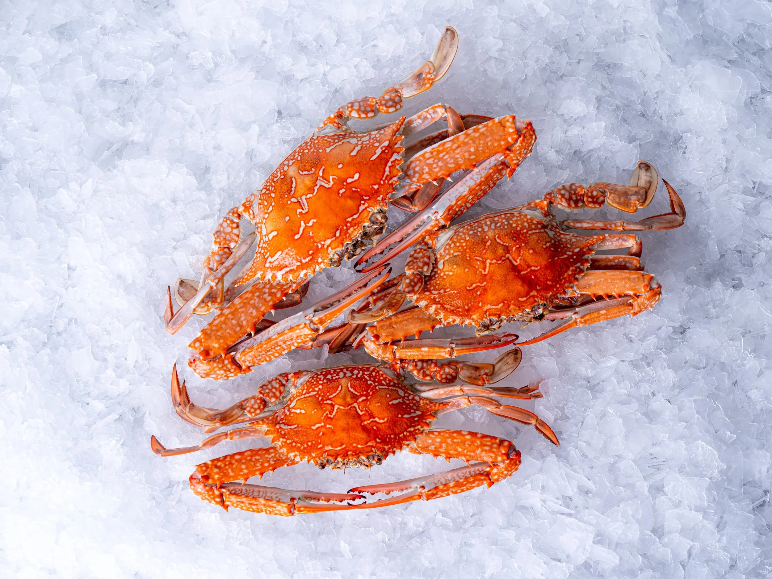 COOKED BLUE SWIMMER CRABS