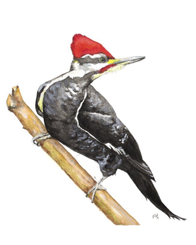 Pileated Woodpecker 
Prints available on Etsy!
.
.
.
.
.
.
#localartist #bird #artistofinstagram #woodpecker #watercolor #art #idaho #idahoartist #birds #buylocalart #buylocal