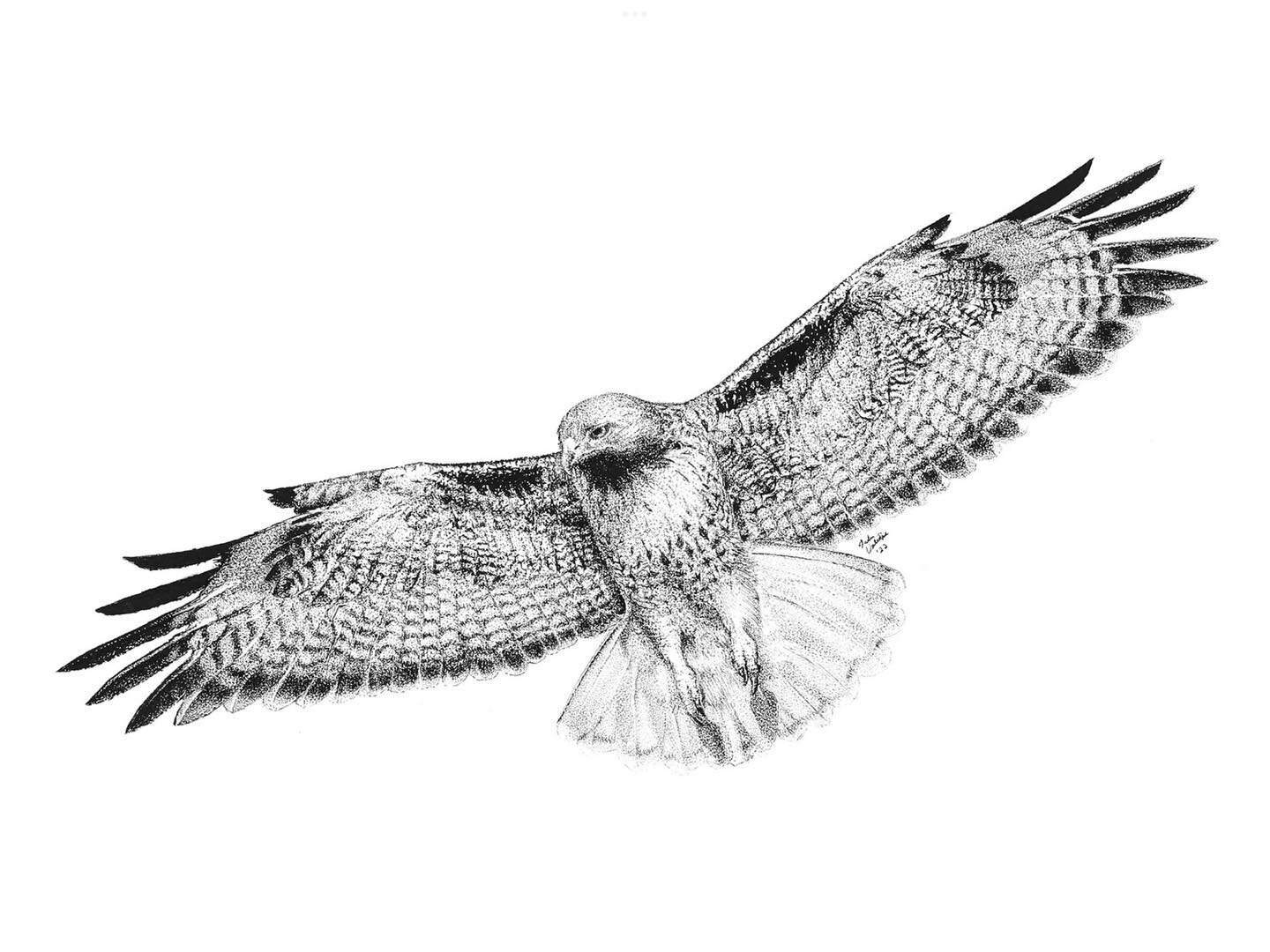 Fierce Red-tailed Hawk! I&rsquo;ll be unveiling my new website soon where you can directly buy a print. 
.
.
.
.
.
#localartist #bird #artistofinstagram #redtailedhawk #pendrawing #art #idaho #idahoartist #birds #buylocalart #buylocal