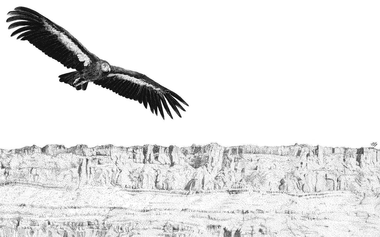 New condor print for sale on my website!!