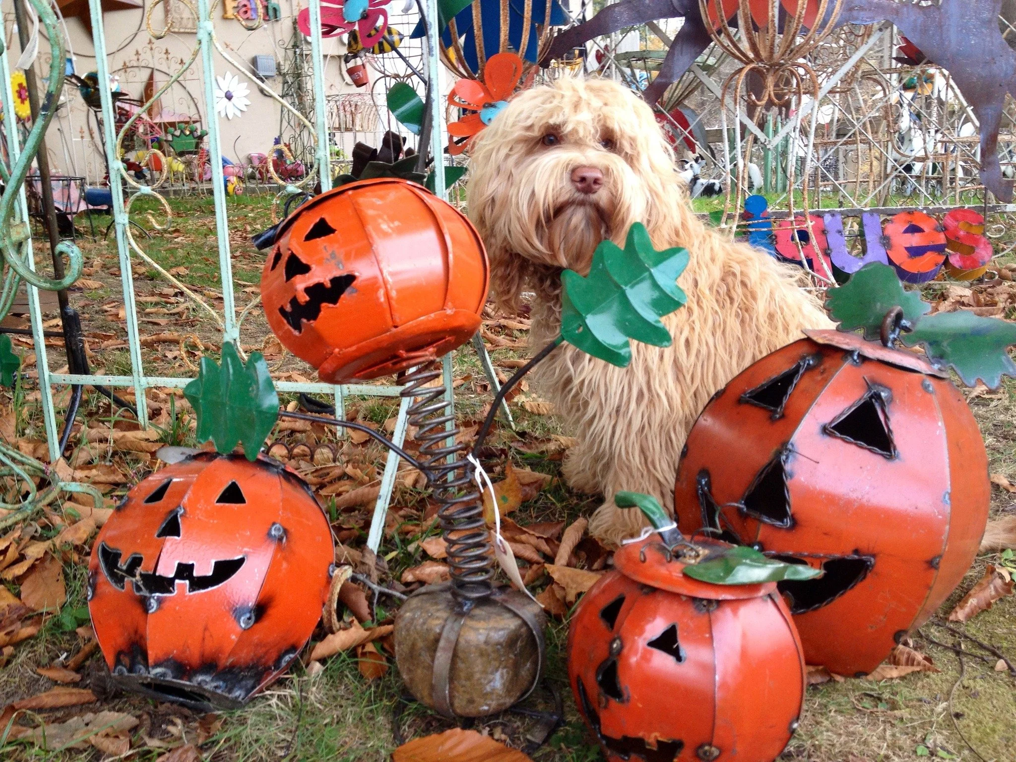 We heard there were treats to be had? We put on the cutest costumes we could find...! π
π check out: www.alreadytrainedaustralianlabradoodles.com
βοΈ go to the contact page on our website to send us a message of interest!
π Call us (828) 712-2710