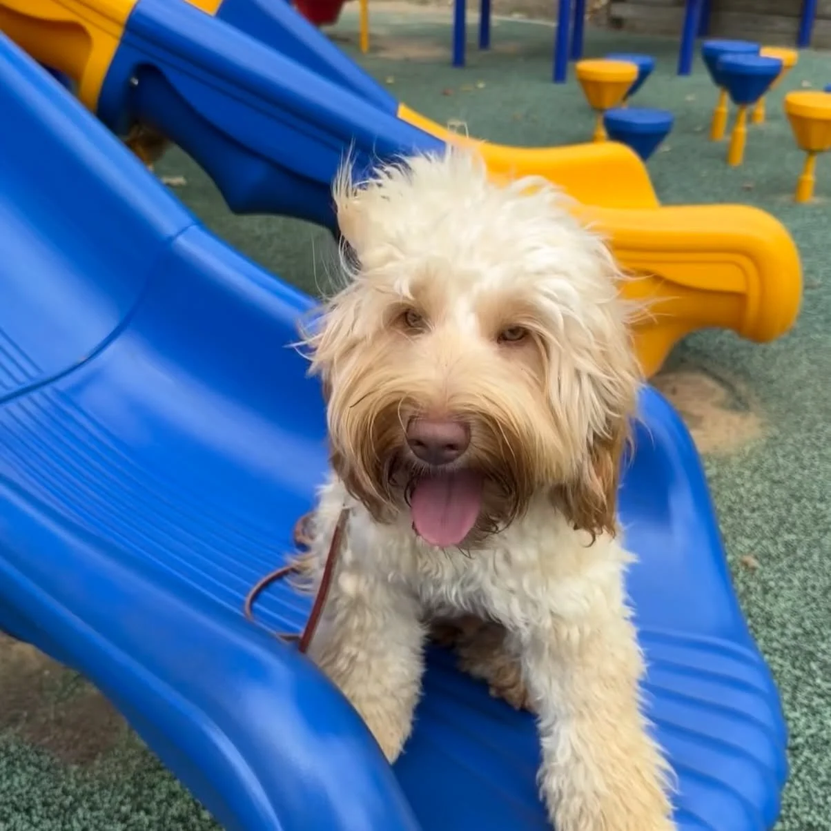 It's Friday - who's ready to shake off the week and PLAY?!?
Of course our puppies play every day - with both their canine peers and humans. Visiting public spaces for exposure to new stimuli is just one aspect of our unique socialization and trainin