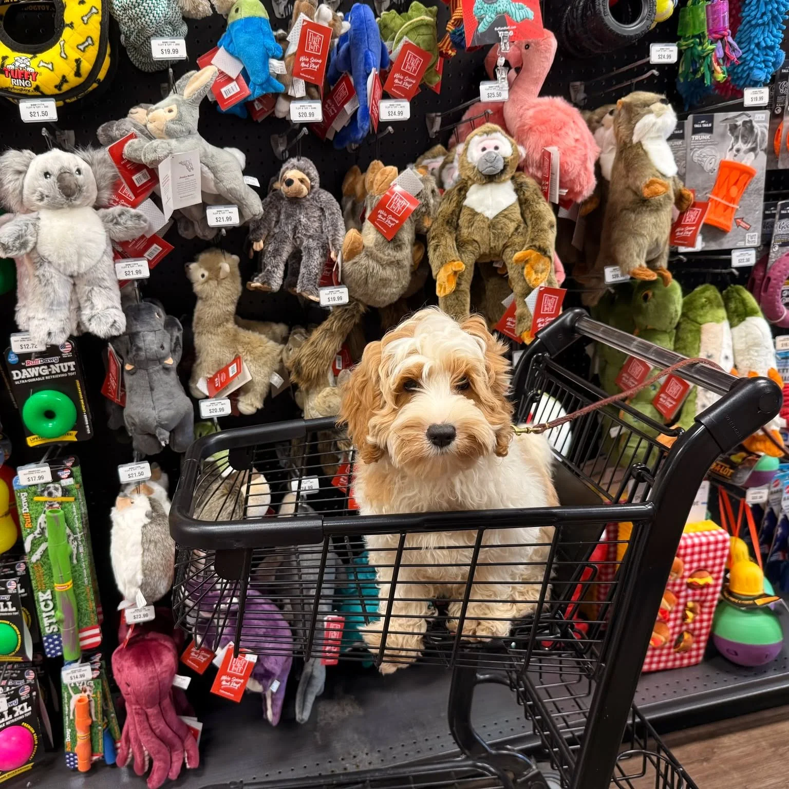 Retail π therapy isn't just for humans πΎ ... !  Socialization is an important part of our training program, and our doodles love field trips. We diligently work with all of our pups to mind their manners - so that when they find forever homes, they