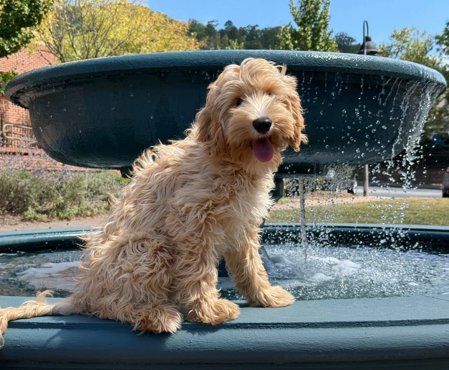 Our puppies are loving these last few days of warm weather before it cools down for the season! By this time next year, you could have the BEST summer-time companion! Check out our website for information on our available pups!ππΎ