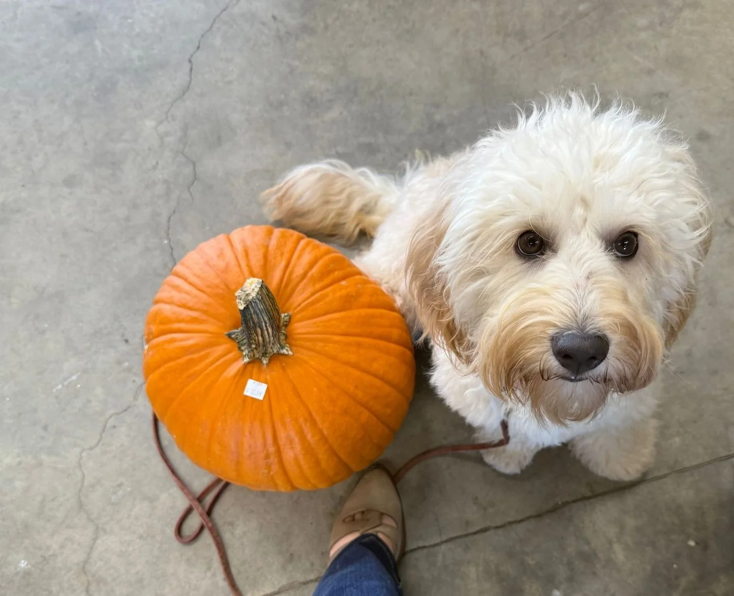 Our pups are ready for spooky season!πΆπ» Do you like to dress up your pups for Halloween? Comment down below what your favorite puppy costumes are!π