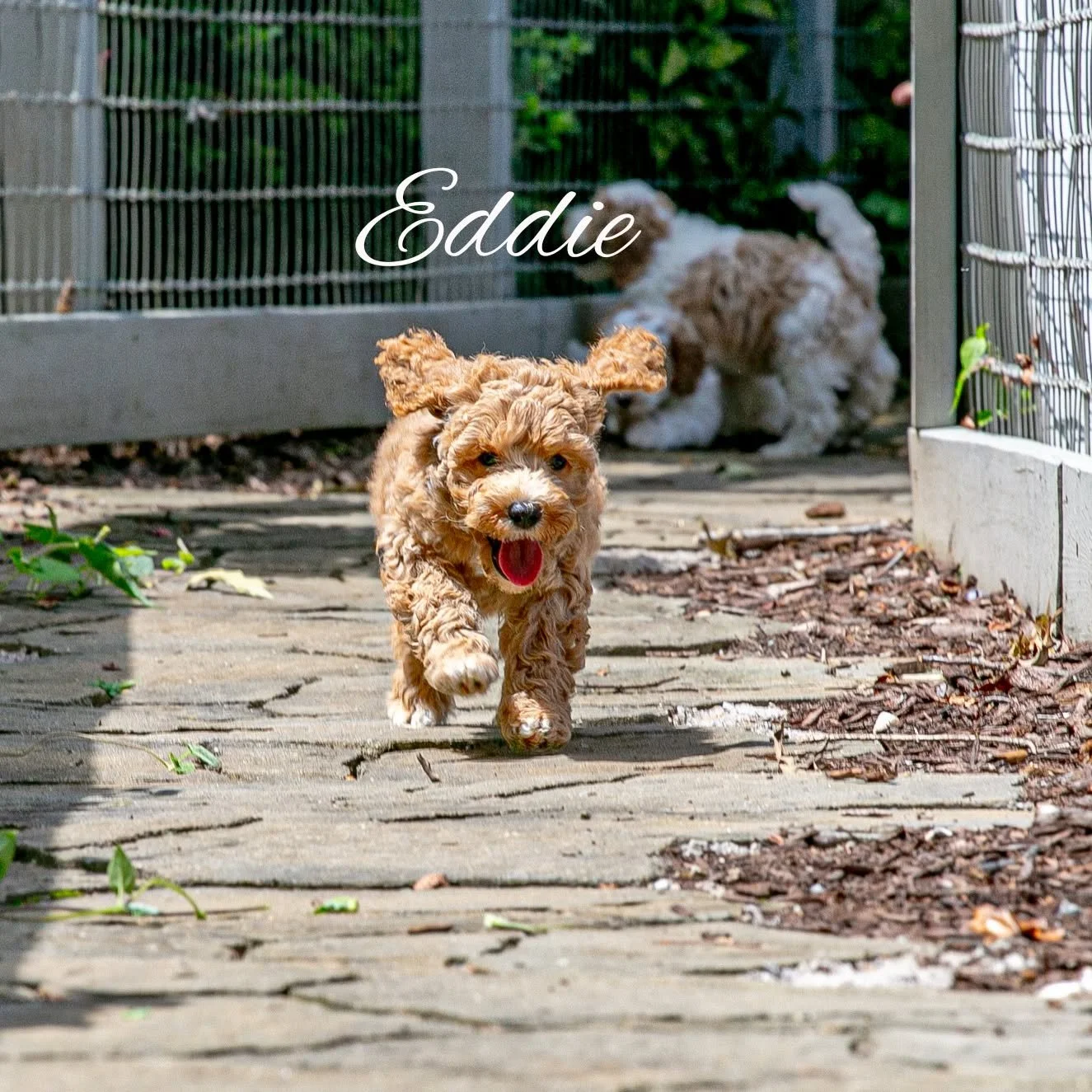 Meet Eddie, aka Mr. Affectionate - one of the original members of the Fab Five male crew born to Carmella this past summer.
He'll graduate from our Puppy Paradise program and be homecoming ready in mid-December! We are currently accepting inquiries